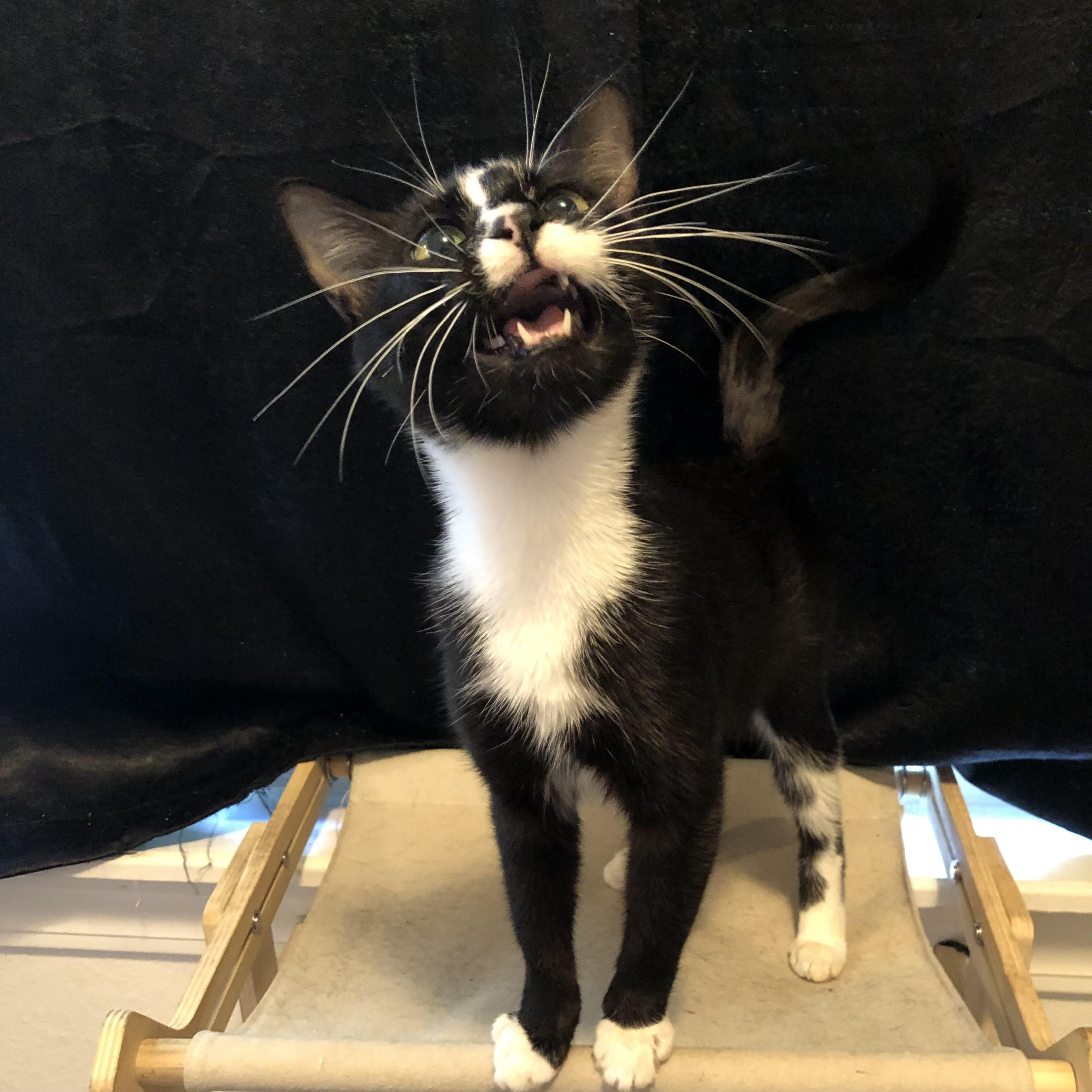 Queen Sarabi, Adoptable, Adult Female Domestic Short Hair.