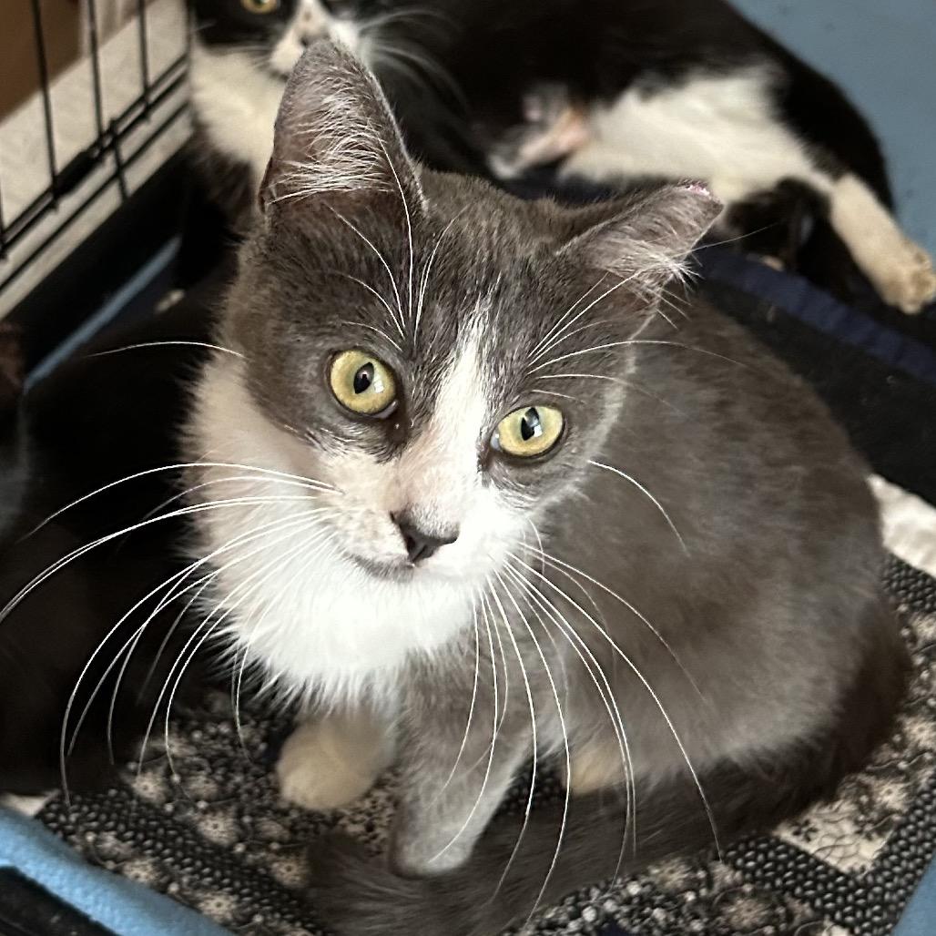 Cagney, Adoptable, Young Male Domestic Short Hair & Domestic Medium Hair.