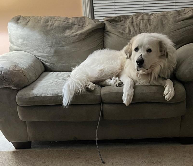 Doc, Adoptable, Adult Male Great Pyrenees.