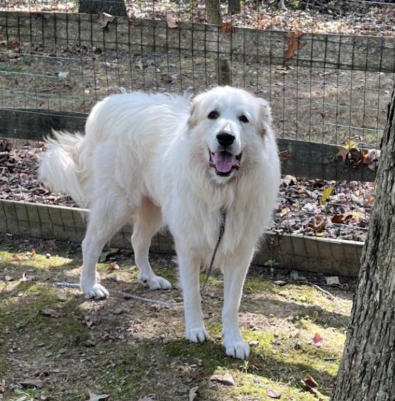 Doc, a Adoptable Great Pyrenees in Pittsburgh, PA image 2/3
