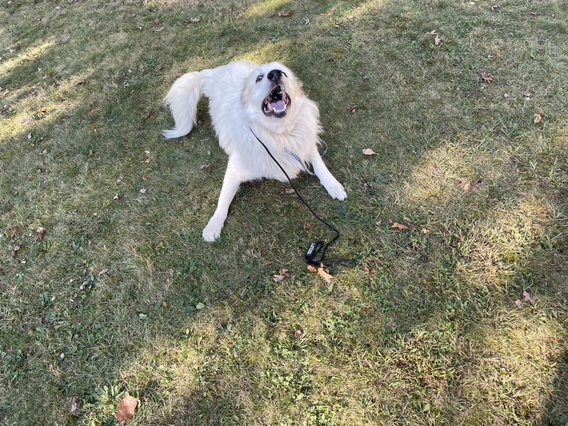 Doc, a Adoptable Great Pyrenees in Pittsburgh, PA image 3/3