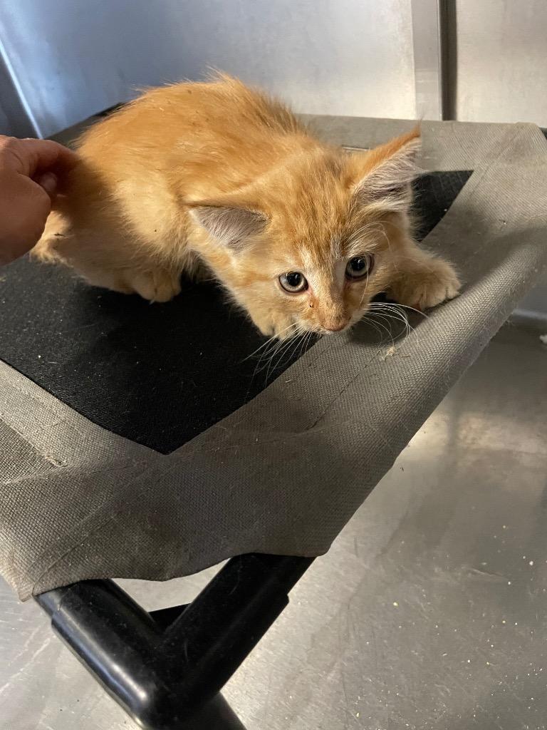 Buddy, Adopted, Young Male Domestic Medium Hair.