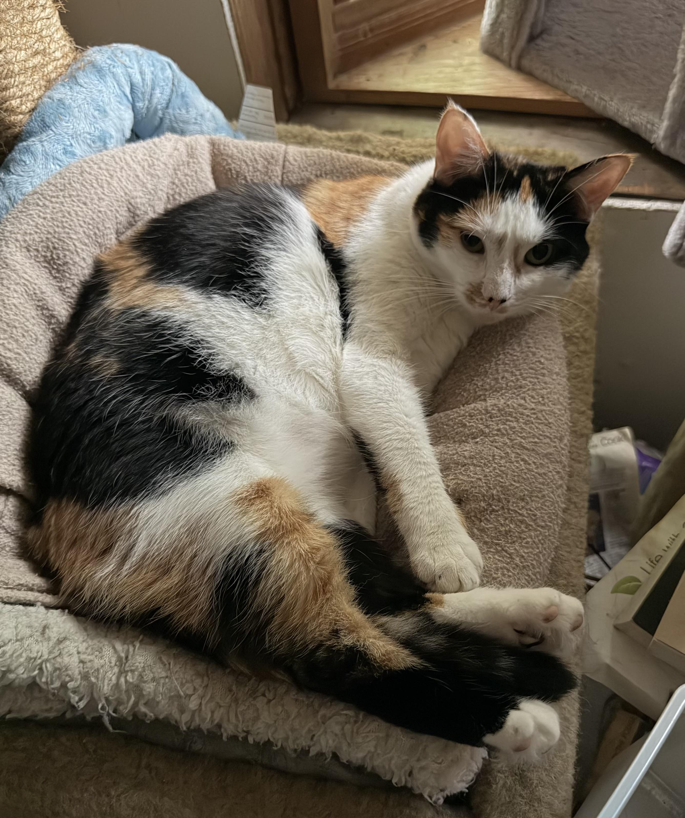 Enlarge Jill, a Adoptable Domestic Medium Hair in Salt Point, NY image 1/3