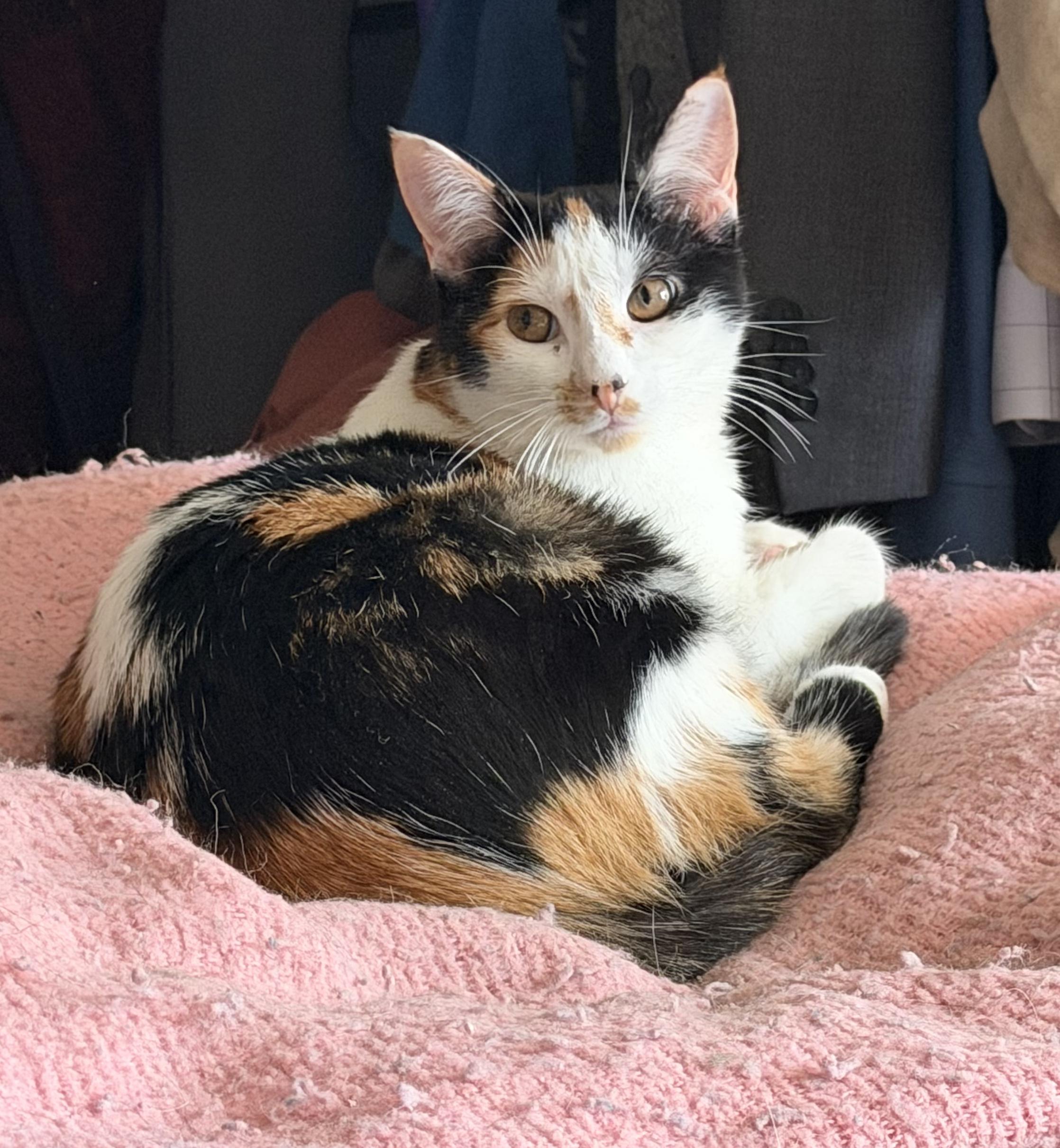 Jill, Adoptable, Kitten Female Domestic Medium Hair.
