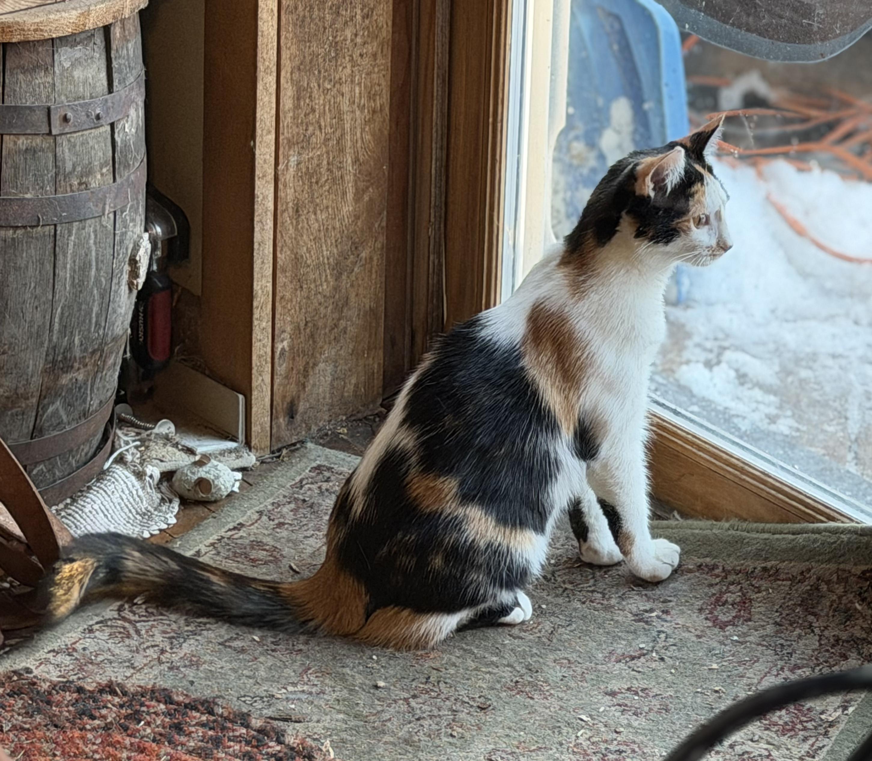 Enlarge Jill, a Adoptable Domestic Medium Hair in Salt Point, NY image 2/2