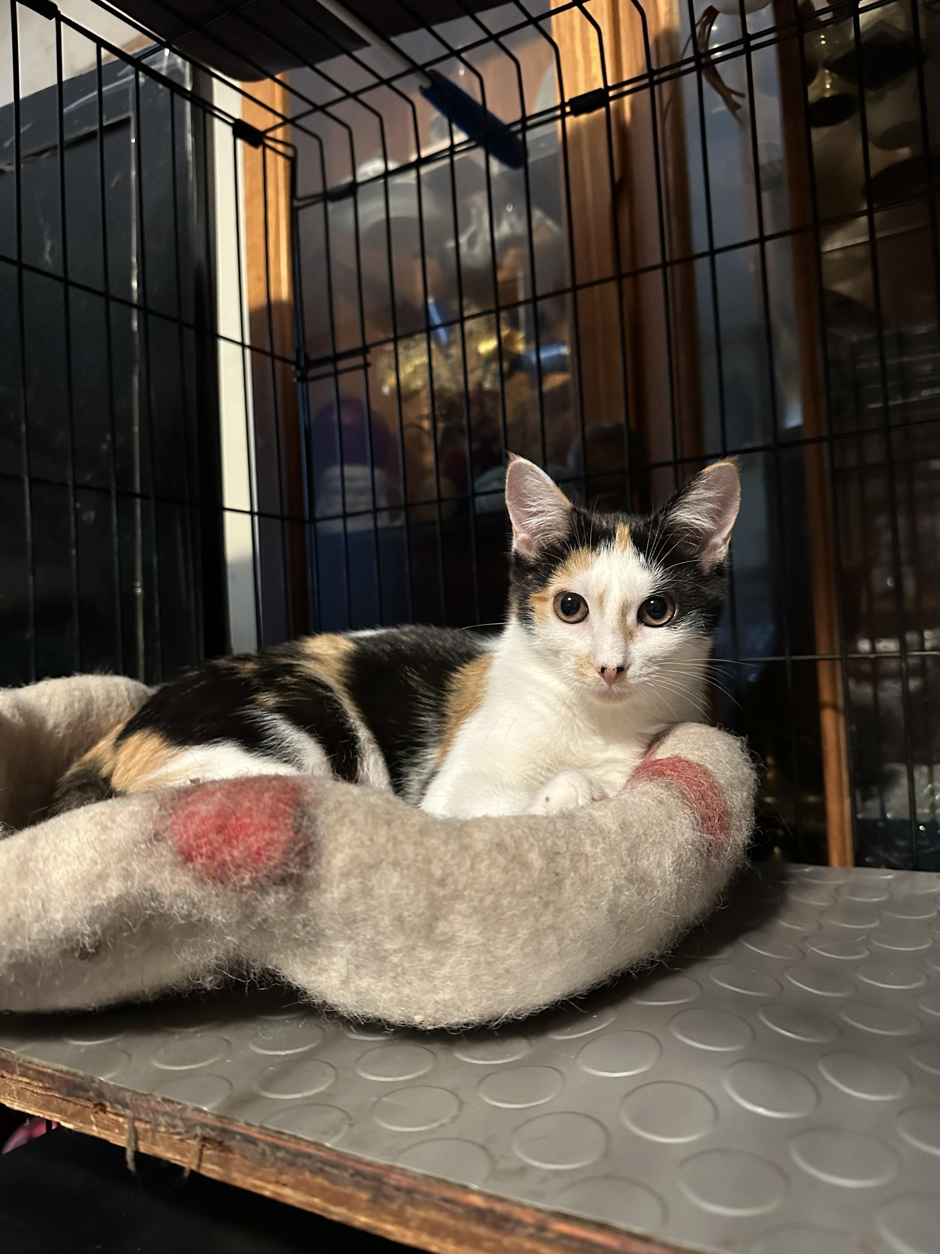 Enlarge Jill, a Adoptable Domestic Medium Hair in Salt Point, NY image 1/1