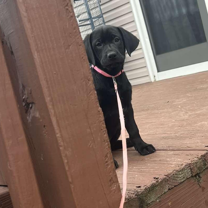 Riley, an adopted mixed breed in Rochester, NY image 4/5