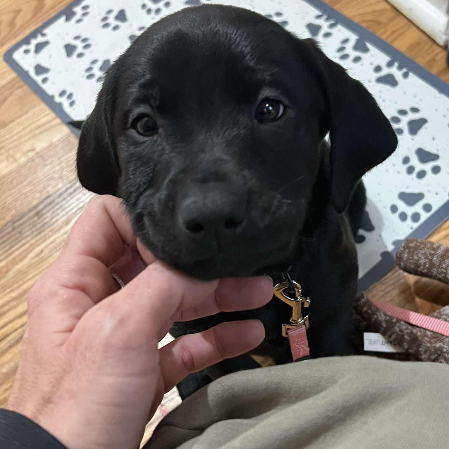 Riley, an adopted mixed breed in Rochester, NY image 2/5