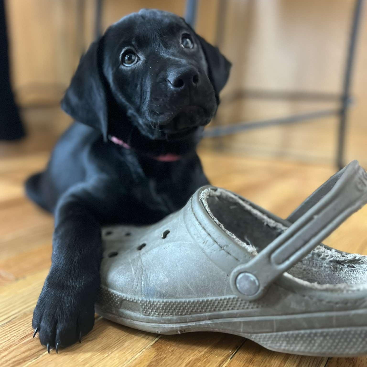 Riley, an adopted mixed breed in Rochester, NY image 3/5