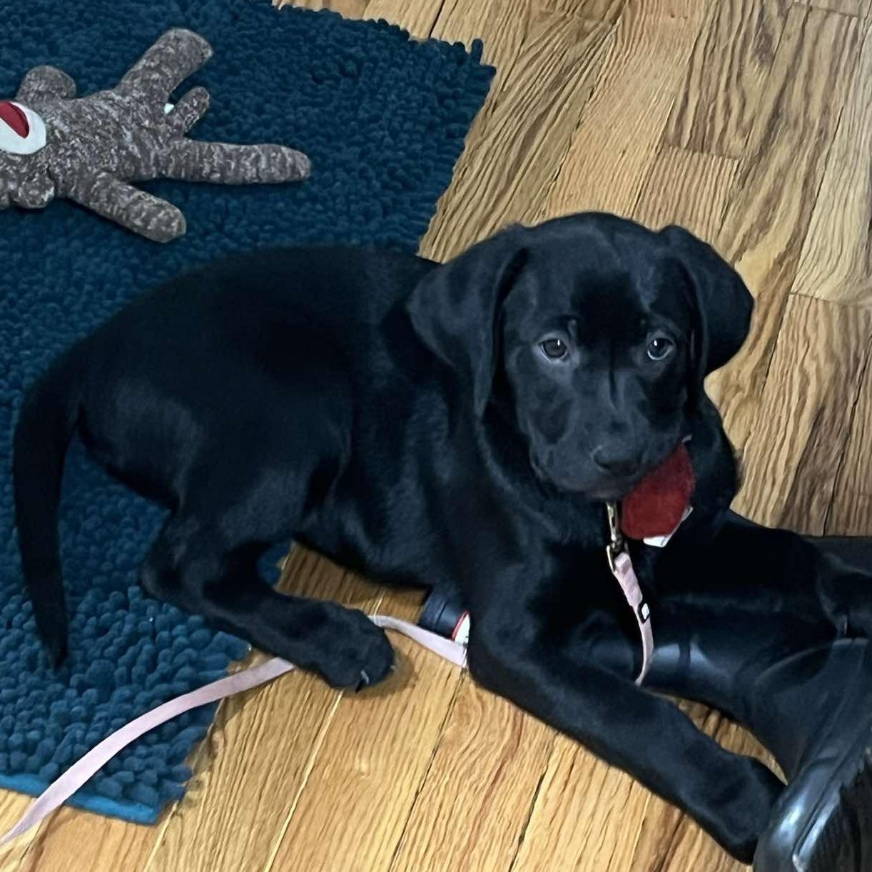 Riley, an adopted mixed breed in Rochester, NY image 5/5