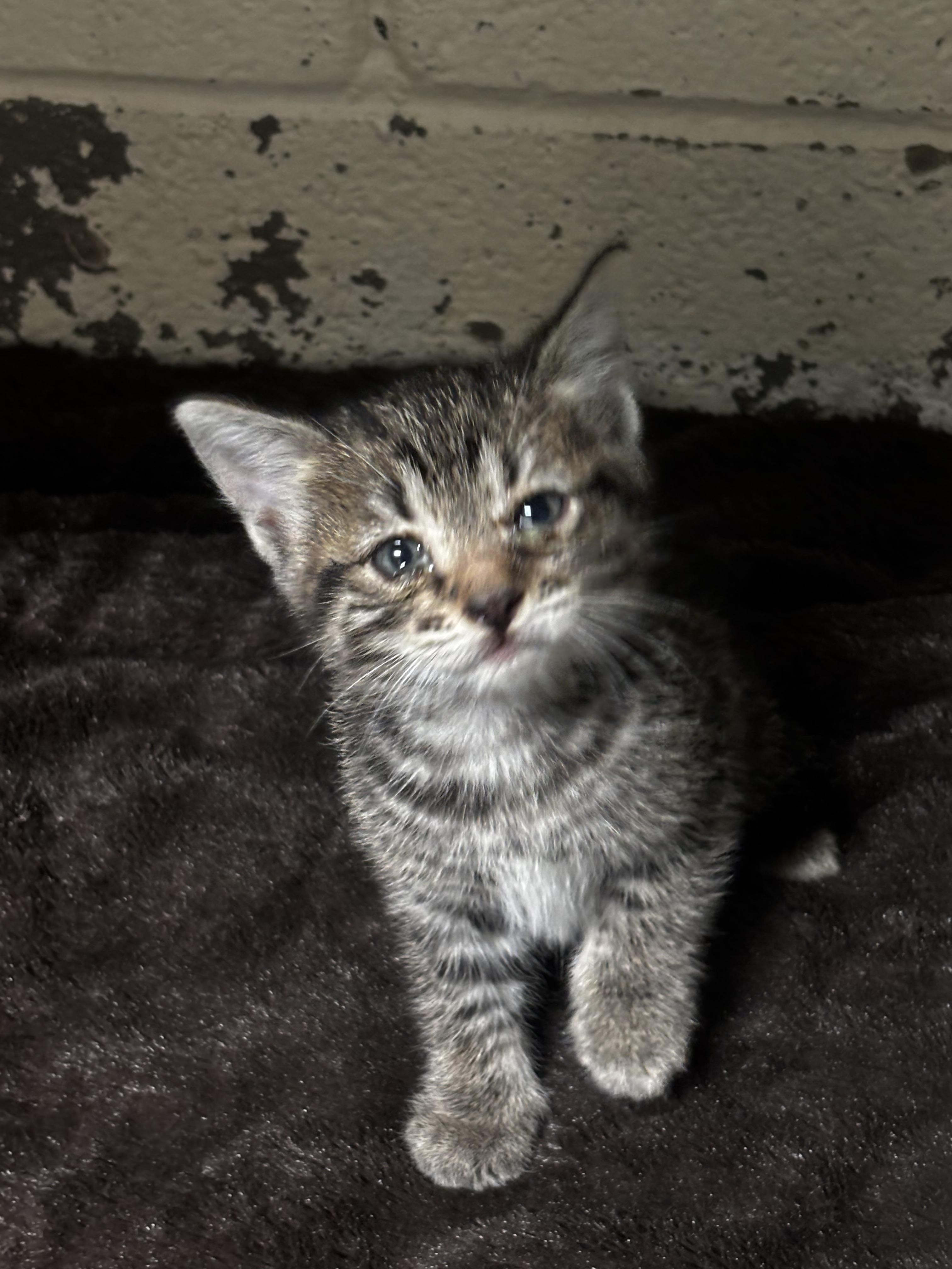 Diego, Adoptable, Young Male Domestic Short Hair.