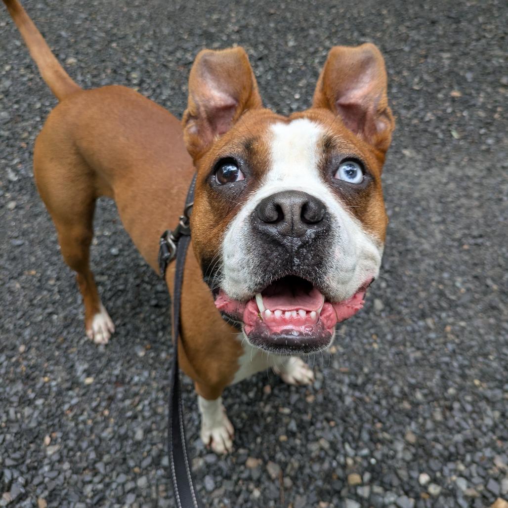Bertie, Adoptable, Adult Female Boxer.