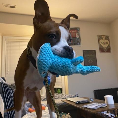 Bertie, a Adoptable Boxer in Richmond, VA image 2/6