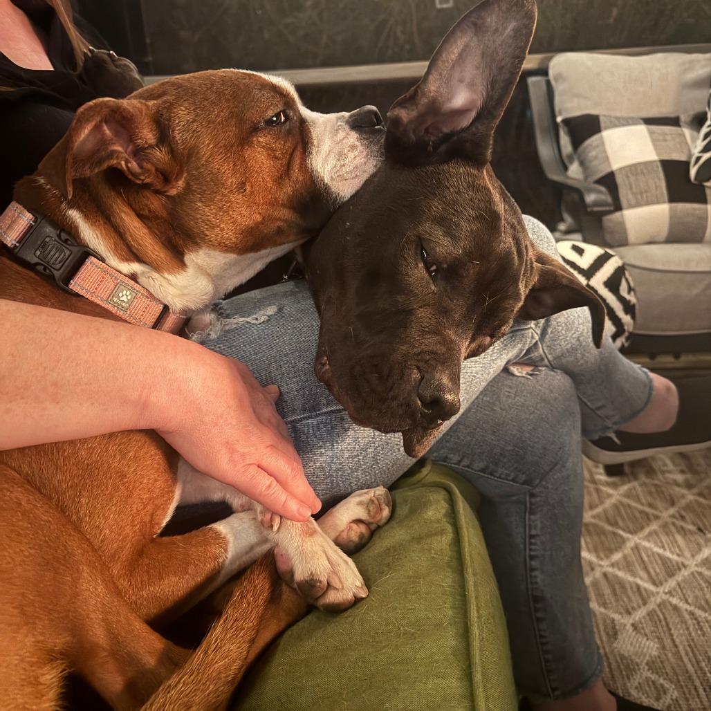 Bertie, a Adoptable Boxer in Richmond, VA image 3/6