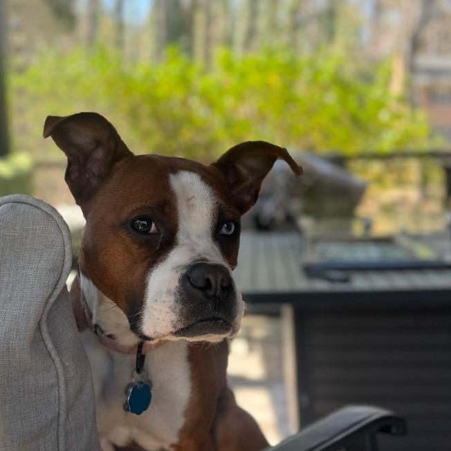 Bertie, a Adoptable Boxer in Richmond, VA image 4/6