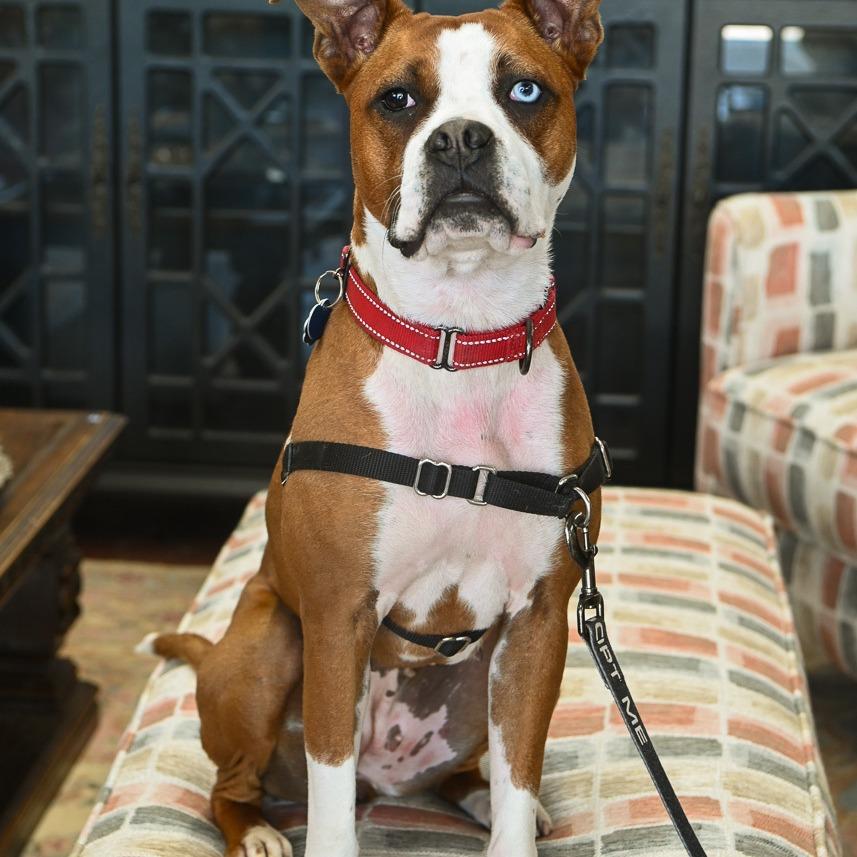 Bertie, a Adoptable Boxer in Richmond, VA image 5/6