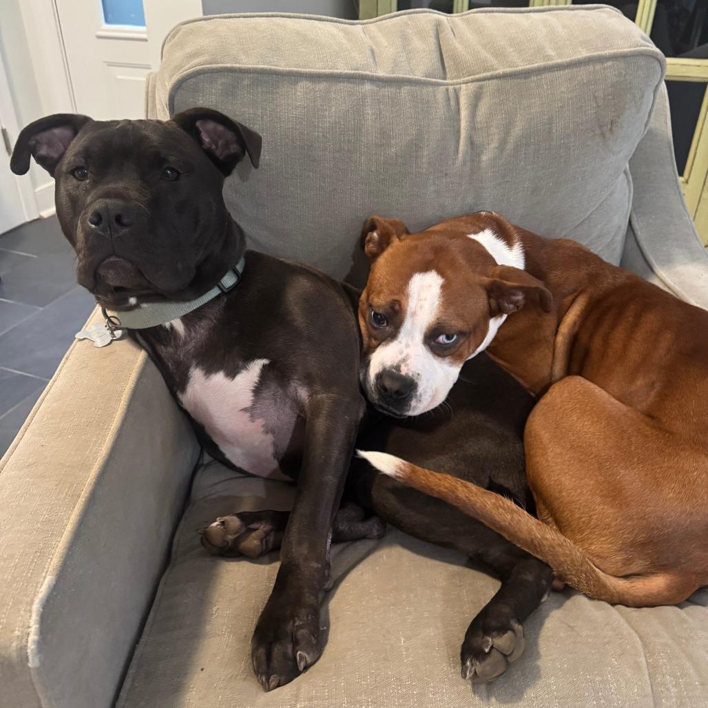 Bertie, a Adoptable Boxer in Richmond, VA image 6/6