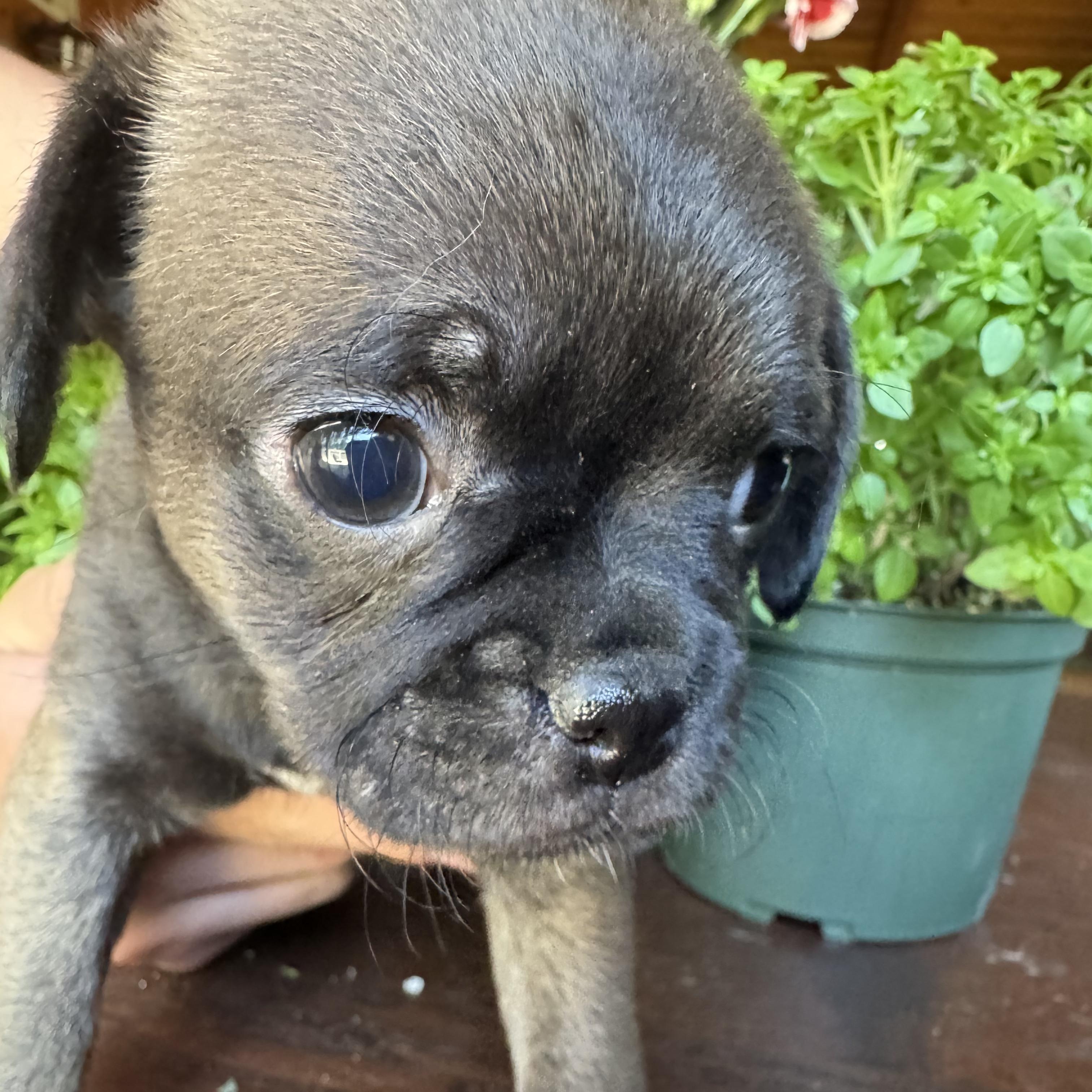 Willa, an adopted mixed breed in Seal Beach, CA image 5/6
