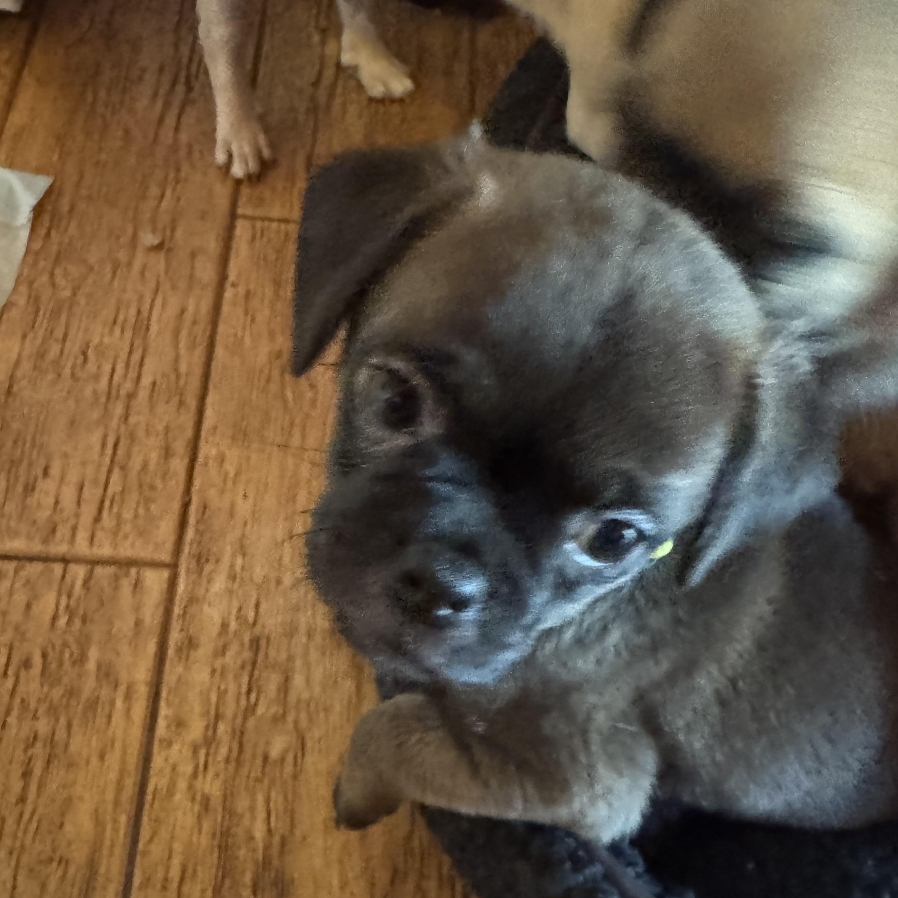 Willa, an adopted mixed breed in Seal Beach, CA image 2/6
