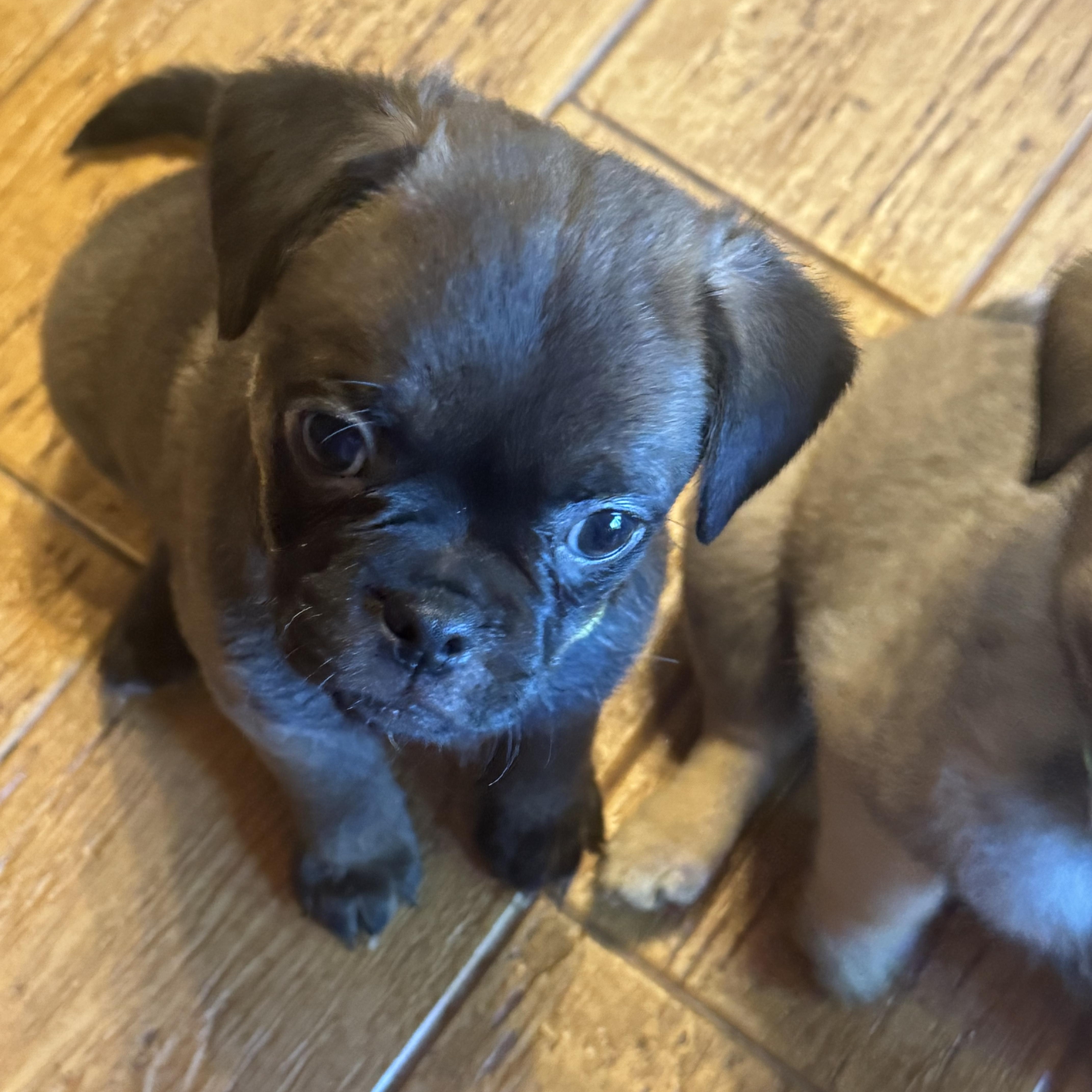 Willa, adopted, Puppy Female Pug & Spaniel.