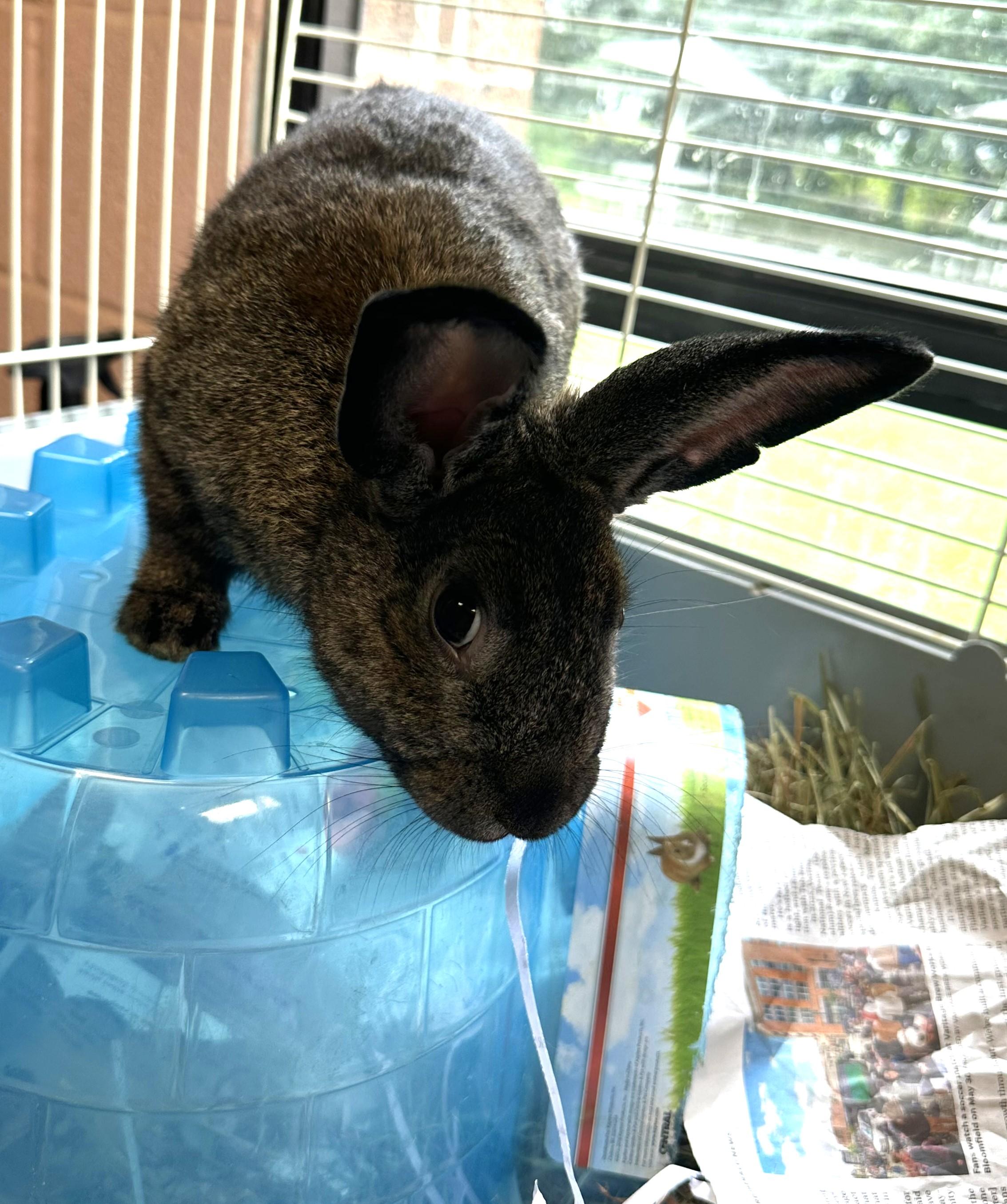 Waffles, an adopted Californian in Teterboro, NJ image 2/2