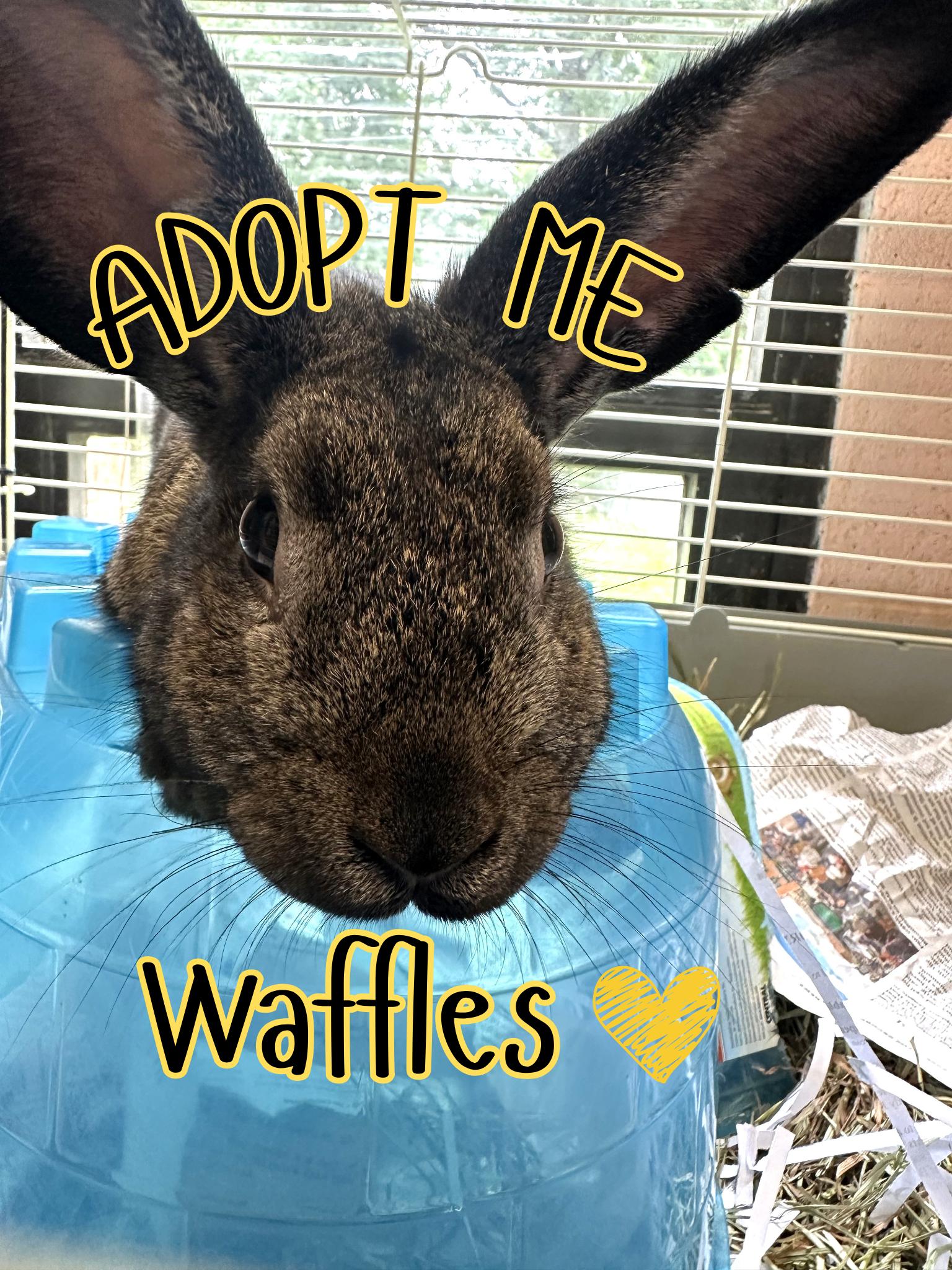 Waffles, adopted, Adult Male Californian.