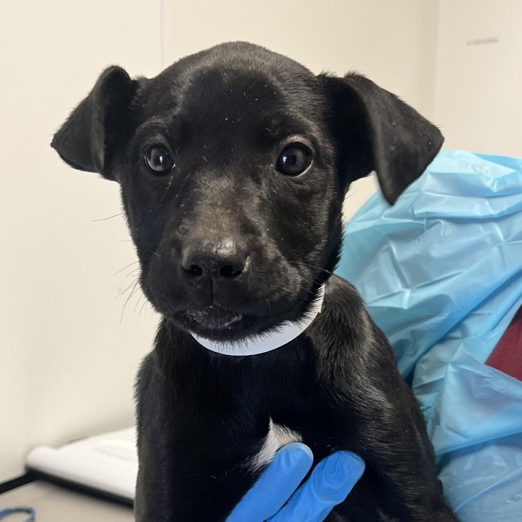 Tazzi, Adoptable, Puppy Female Australian Kelpie & Australian Shepherd.