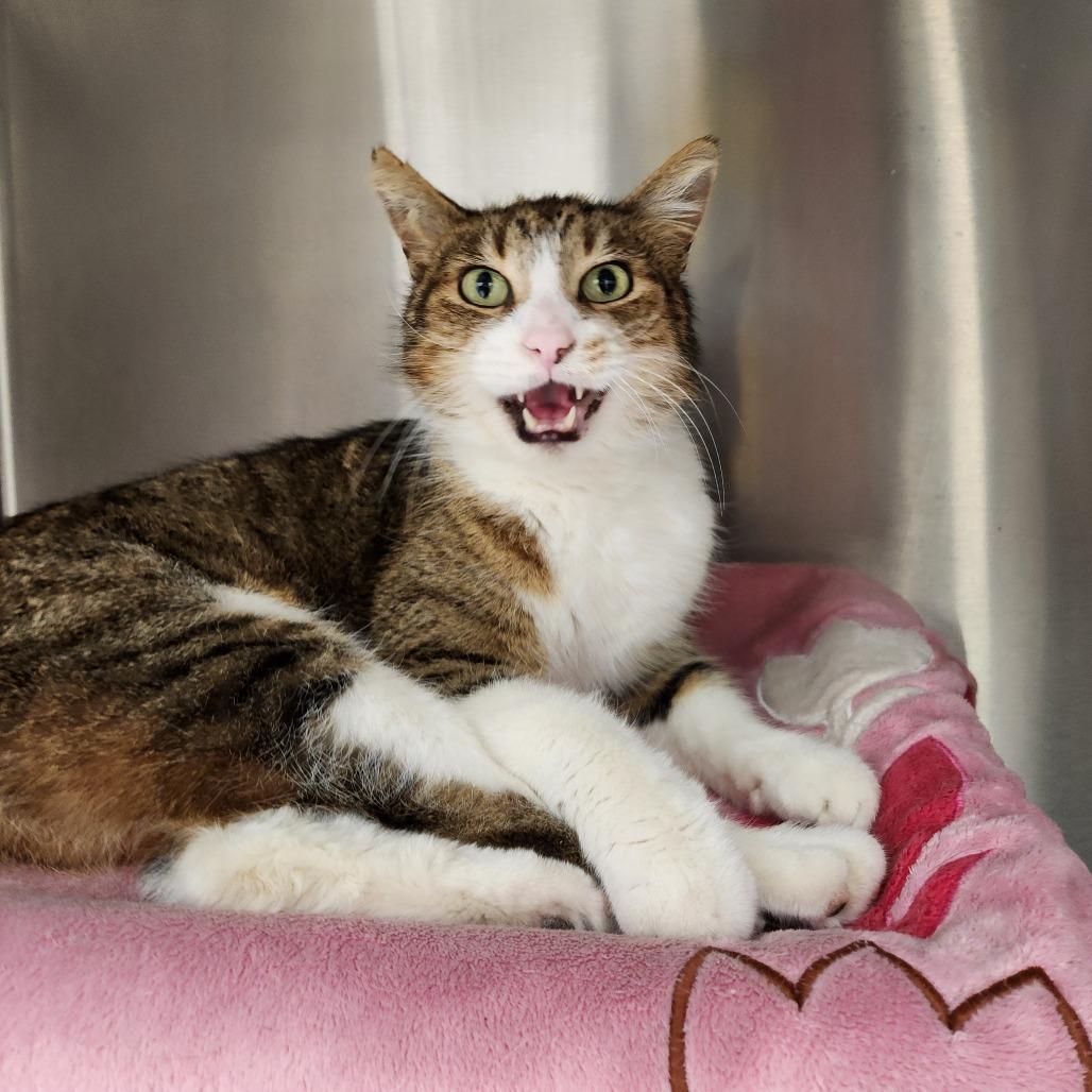 Mr. Grandma, Adoptable, Senior Male Domestic Short Hair.