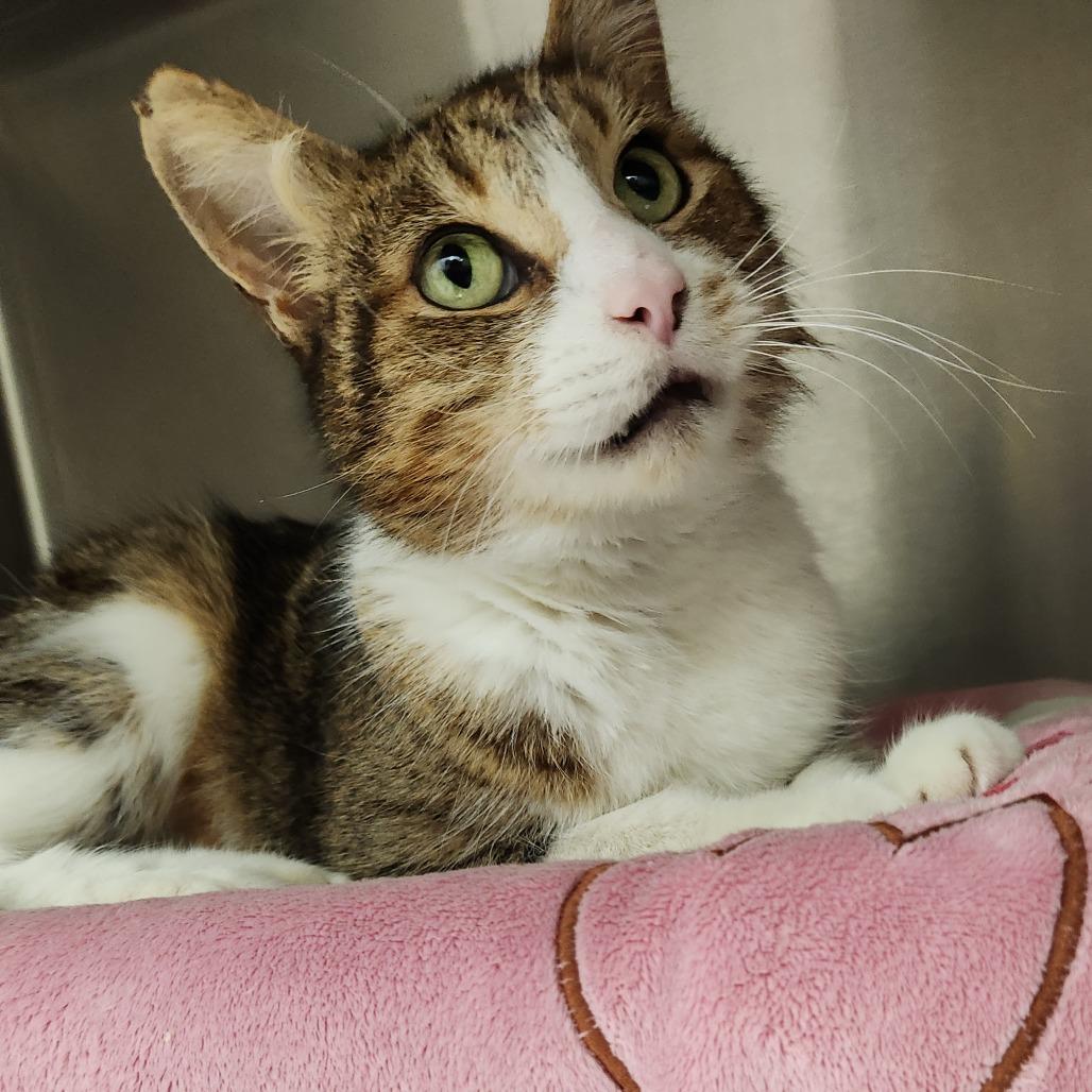 Enlarge Mr. Grandma, a Adoptable Domestic Short Hair in Fort Wayne, IN image 3/4