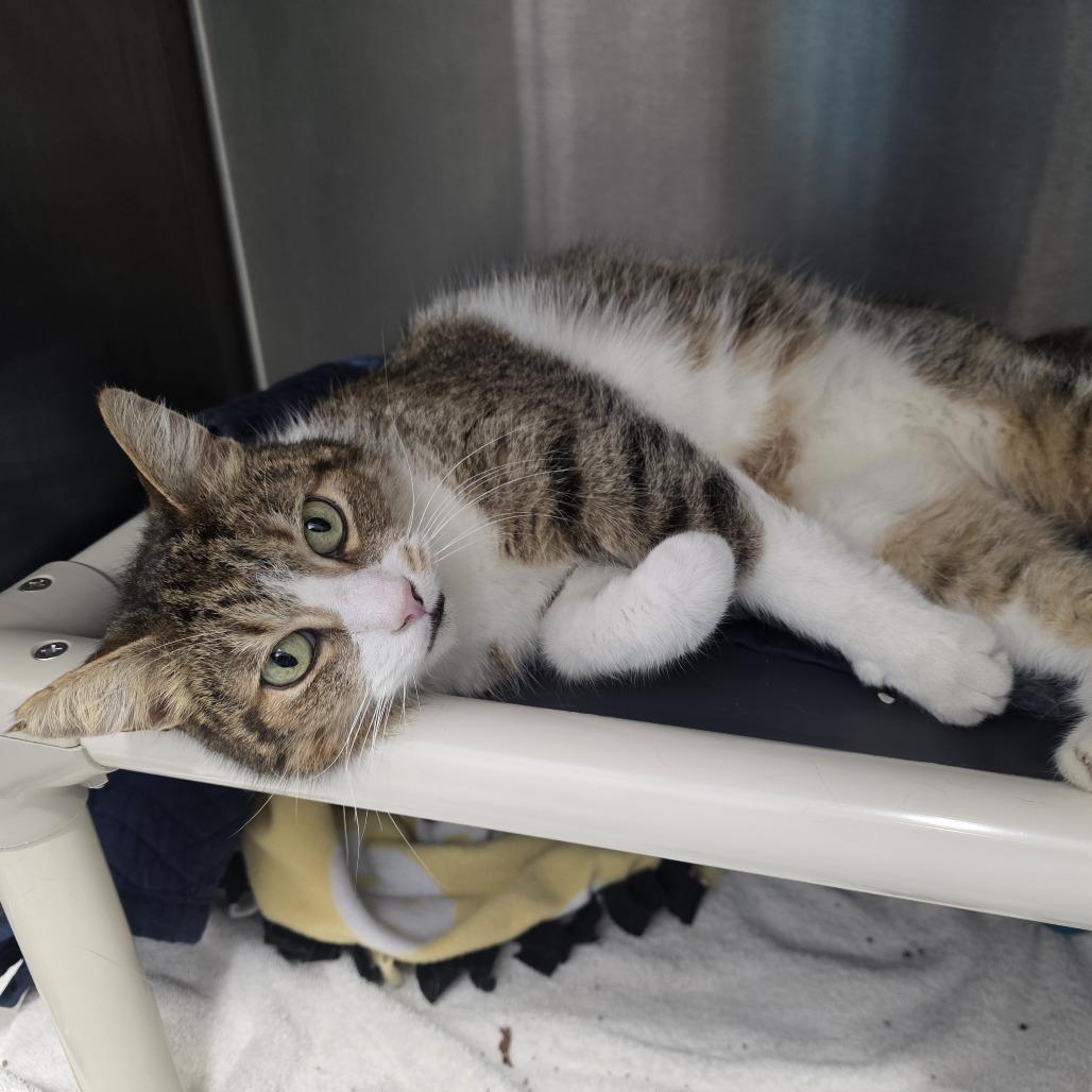 Enlarge Mr. Grandma, a Adoptable Domestic Short Hair in Fort Wayne, IN image 4/4