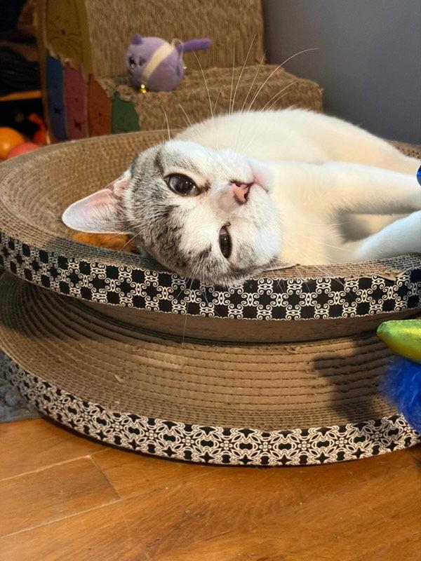 Aspen, Adoptable, Adult Female Domestic Short Hair & Siamese.