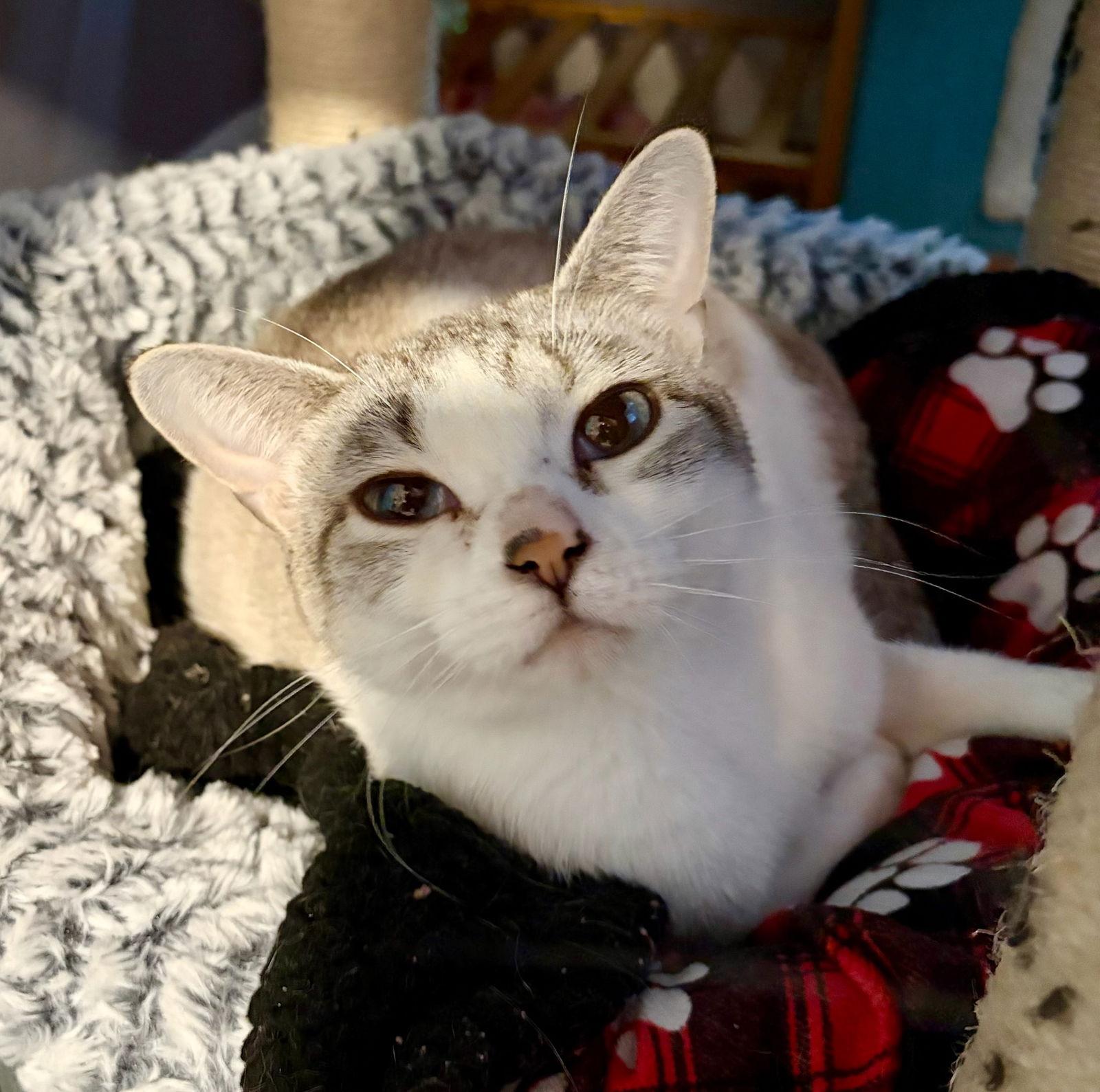 Enlarge Aspen, a Adoptable Domestic Short Hair in Rootstown, OH image 1/3