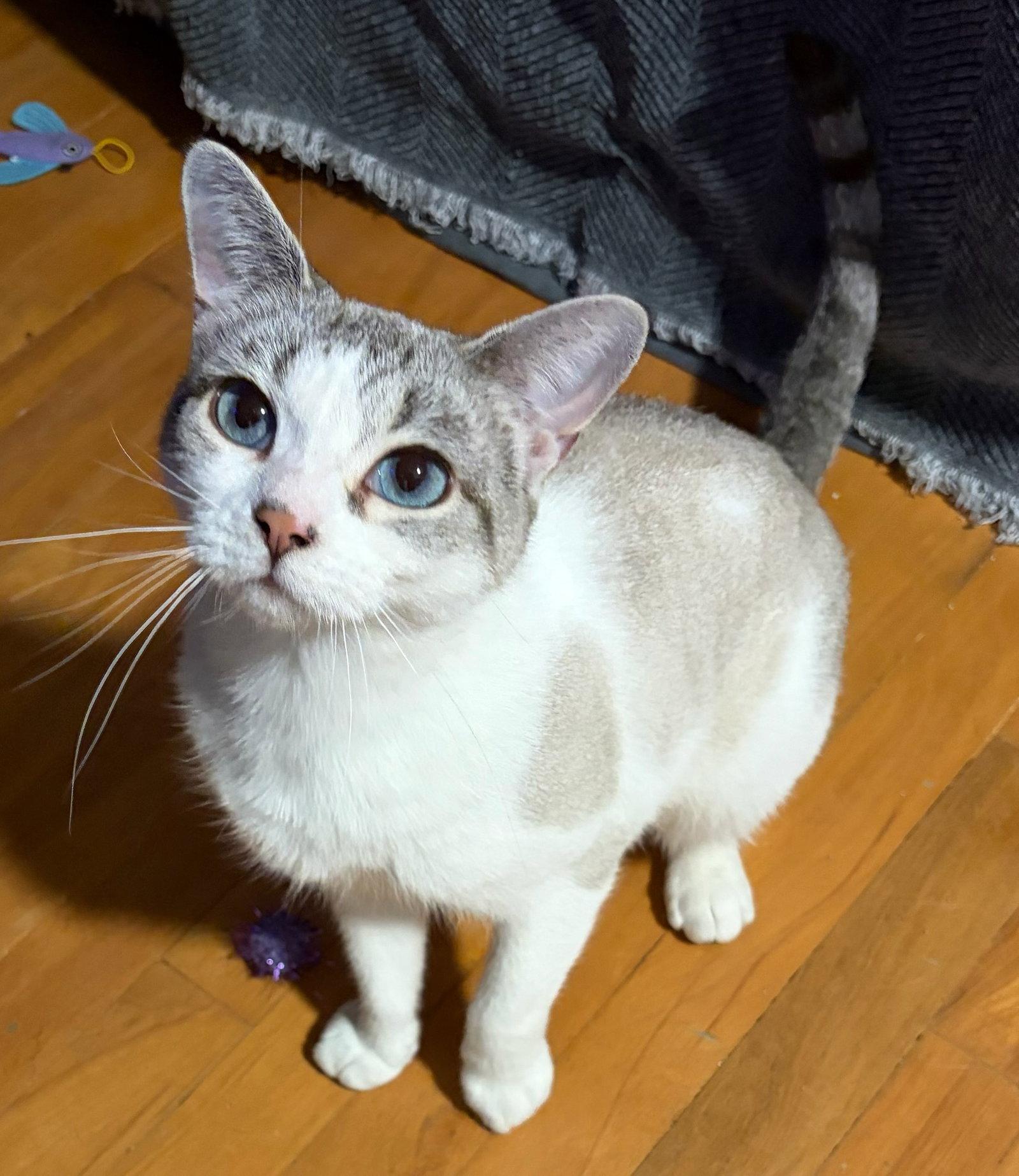 Aspen, Adoptable, Adult Female Domestic Short Hair & Siamese.