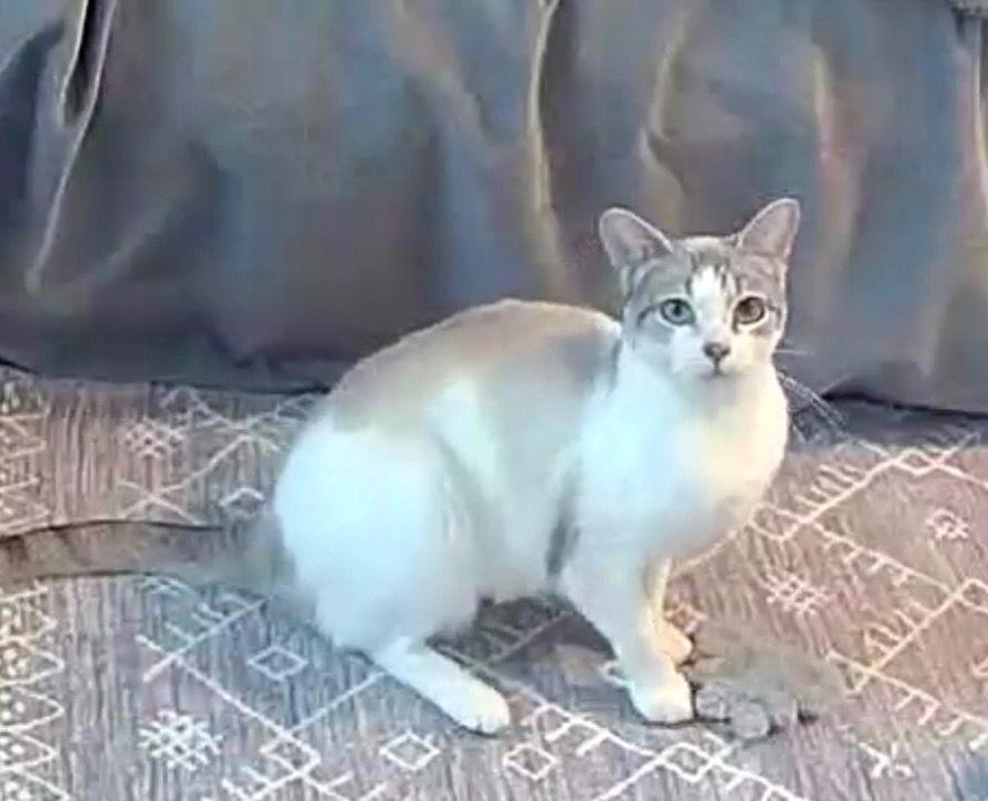 Enlarge Aspen, a Adoptable Domestic Short Hair in Rootstown, OH image 3/3