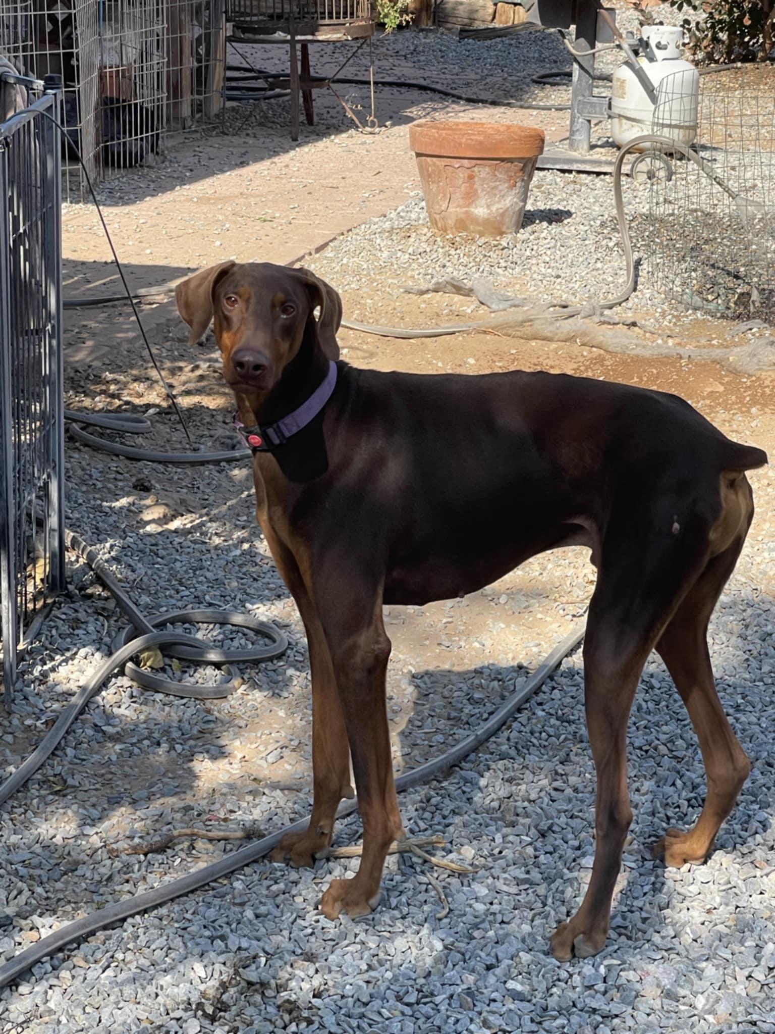 Enlarge Krieger, a Adoptable Doberman Pinscher in Albuquerque, NM image 3/5