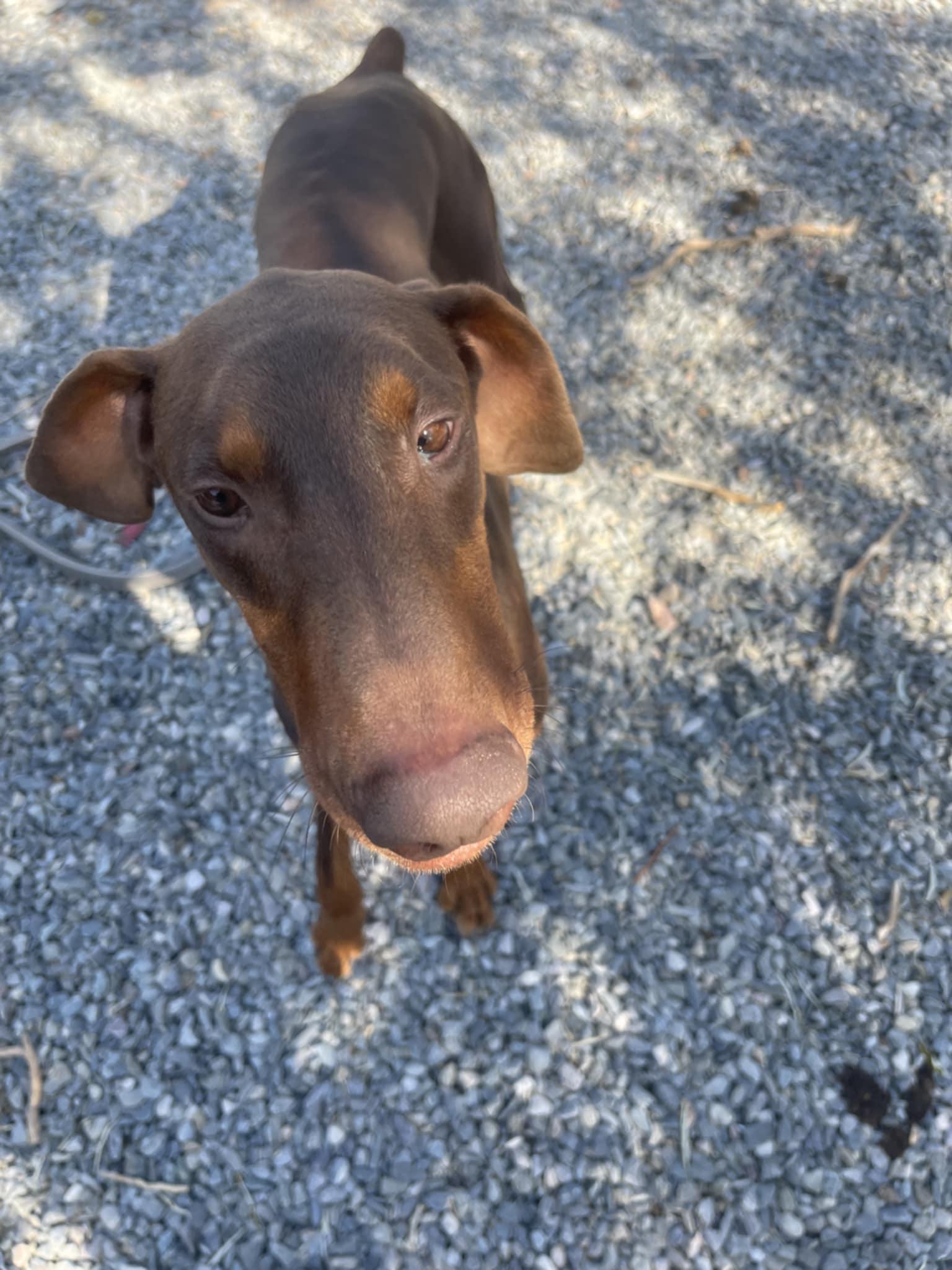 Krieger, Adoptable, Young Male Doberman Pinscher.