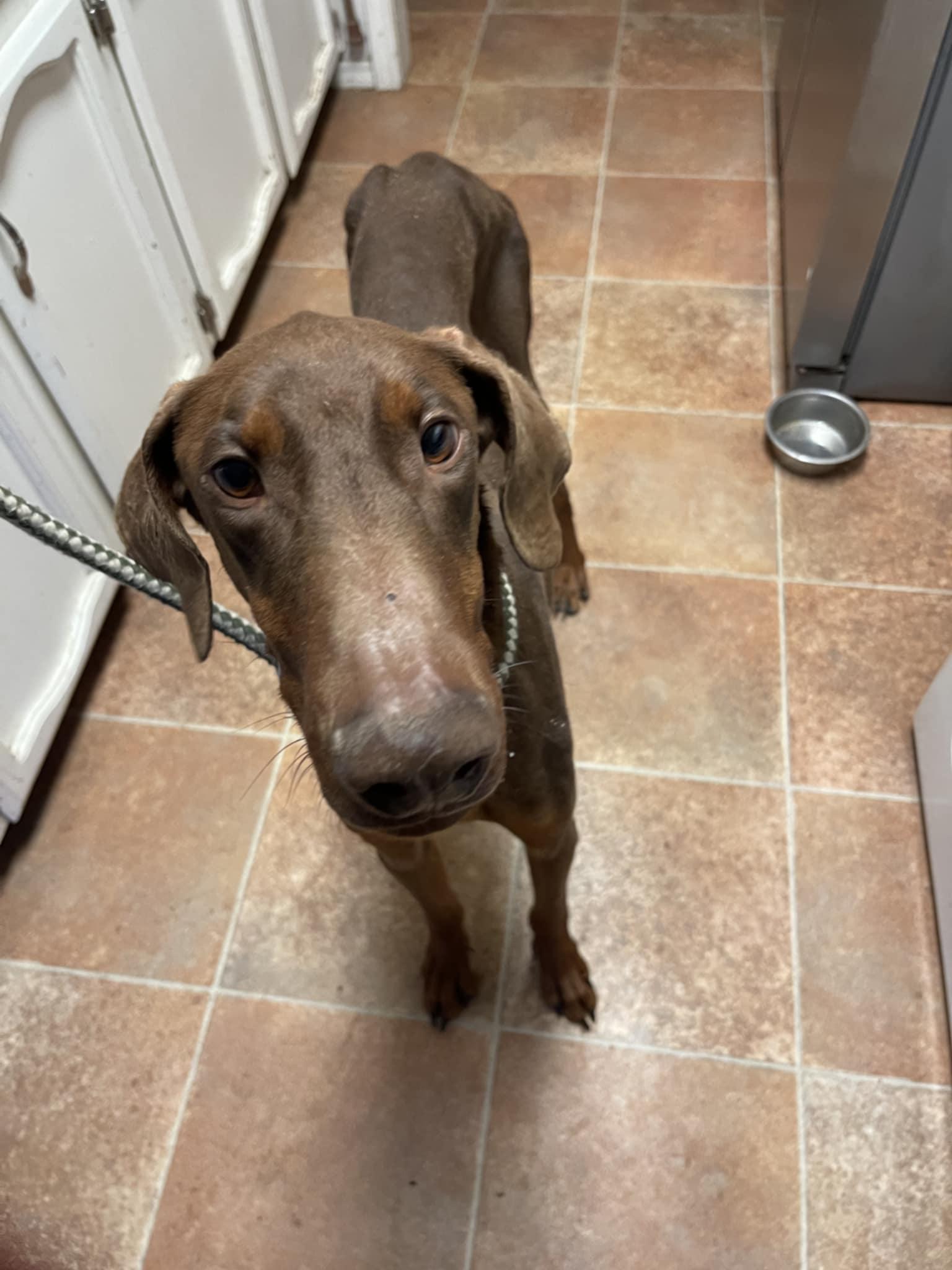 Krieger, Adoptable, Young Male Doberman Pinscher.