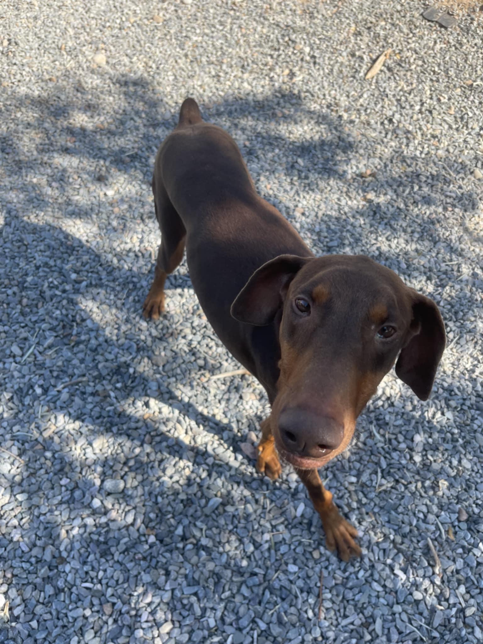 Enlarge Krieger, a Adoptable Doberman Pinscher in Albuquerque, NM image 2/5