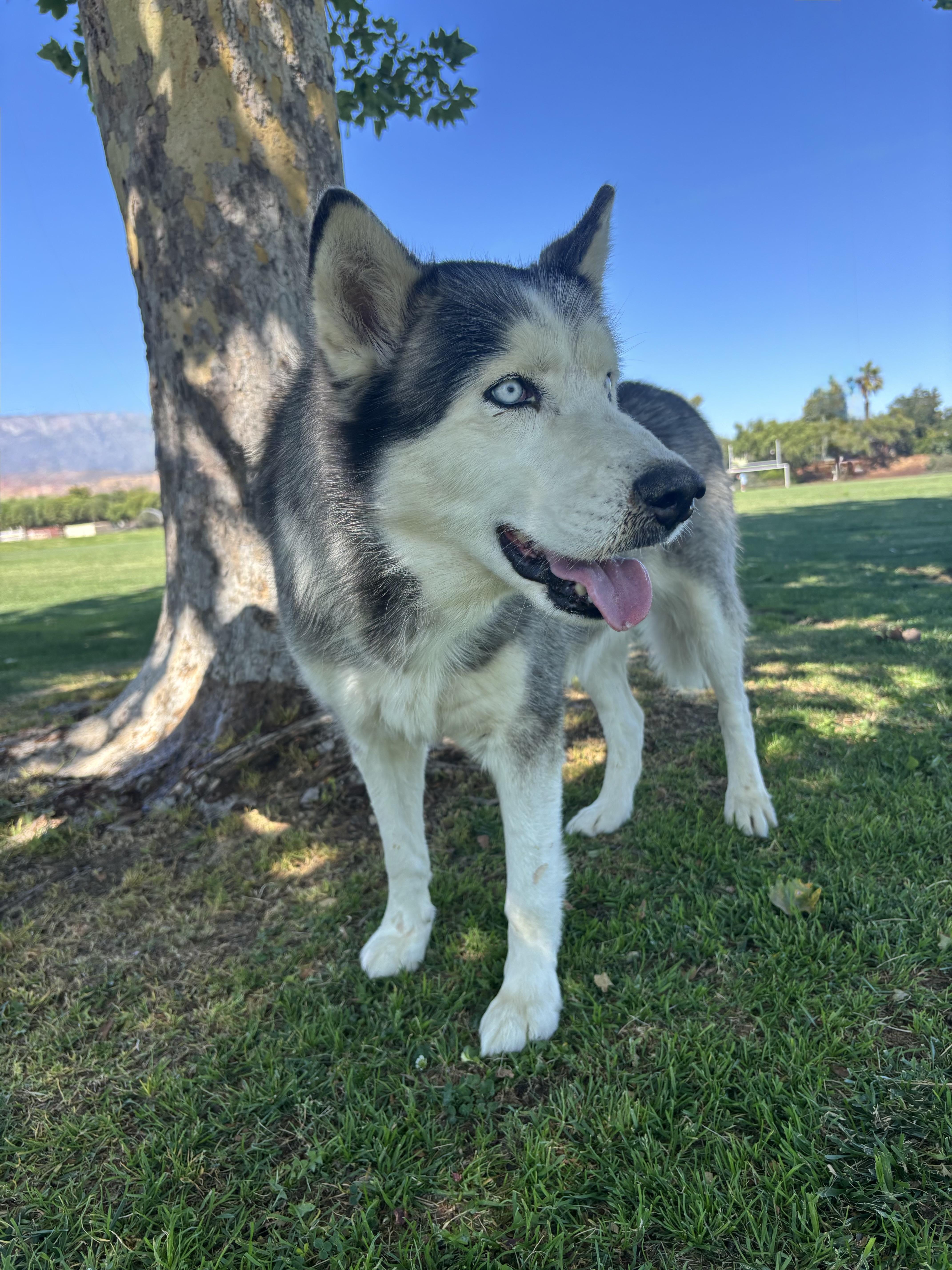 RIVER, a Adoptable Siberian Husky in Portland , OR image 4/6