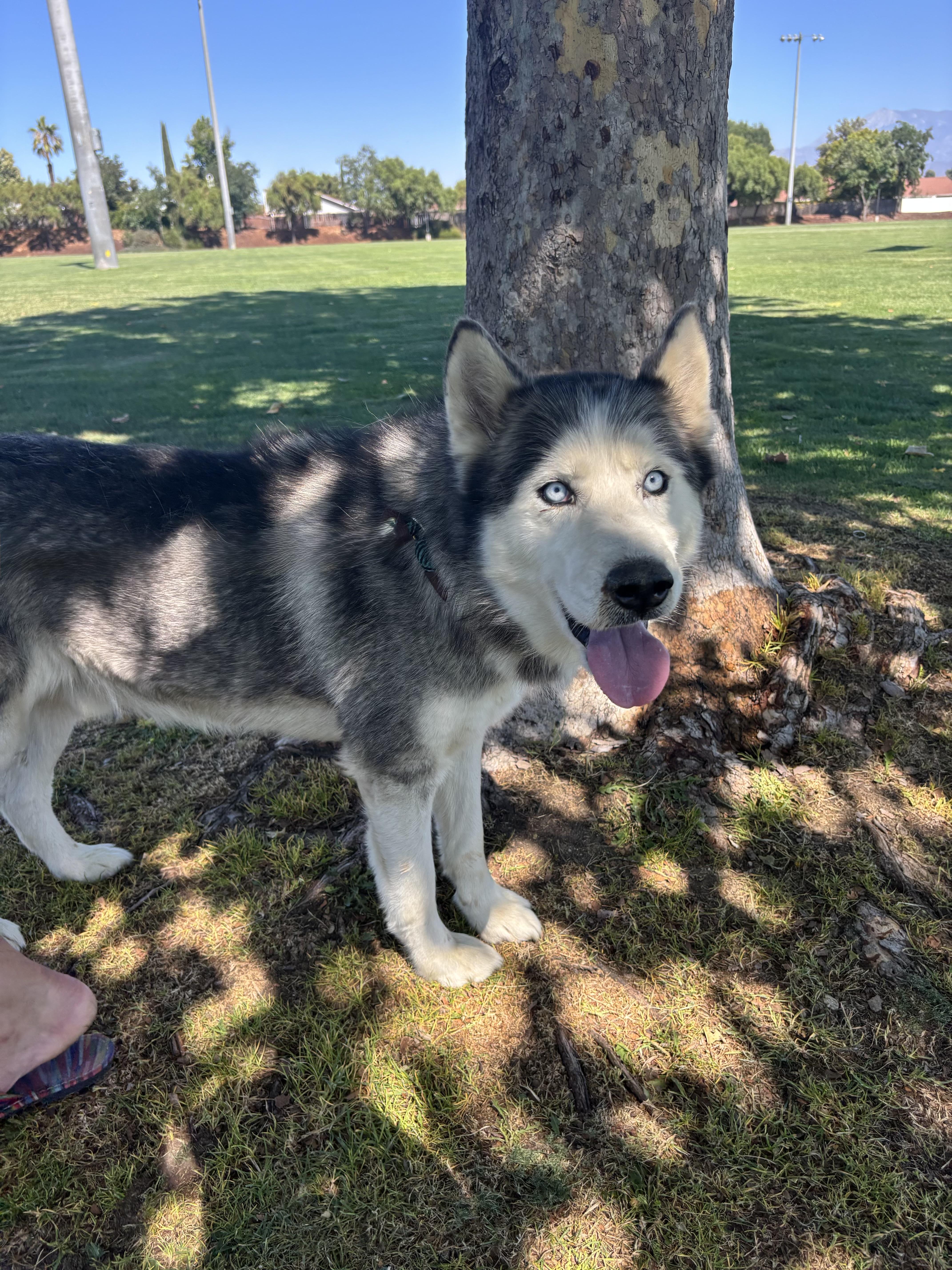 RIVER, a Adoptable Siberian Husky in Portland , OR image 3/6