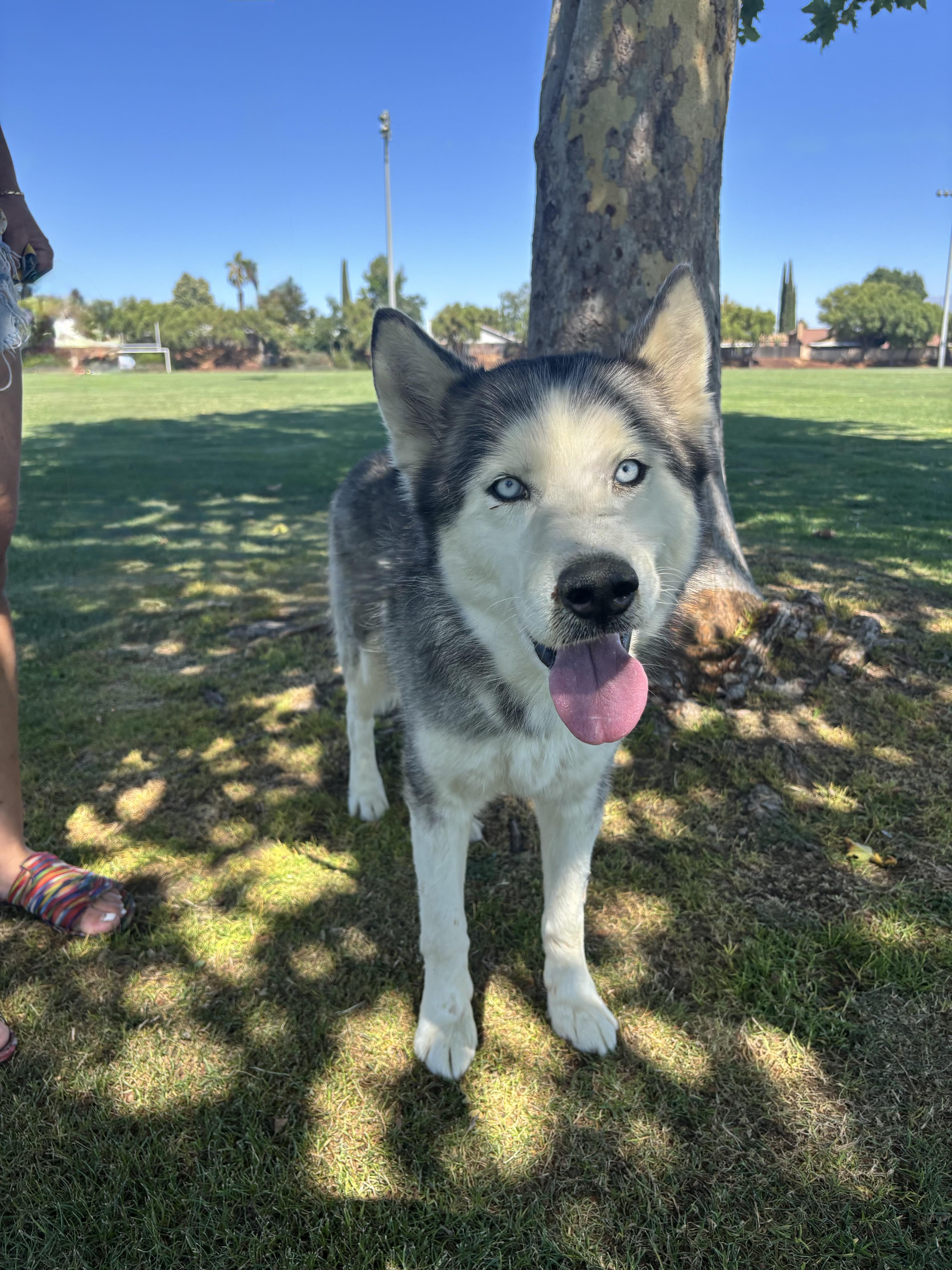 RIVER, a Adoptable Siberian Husky in Portland , OR image 5/6
