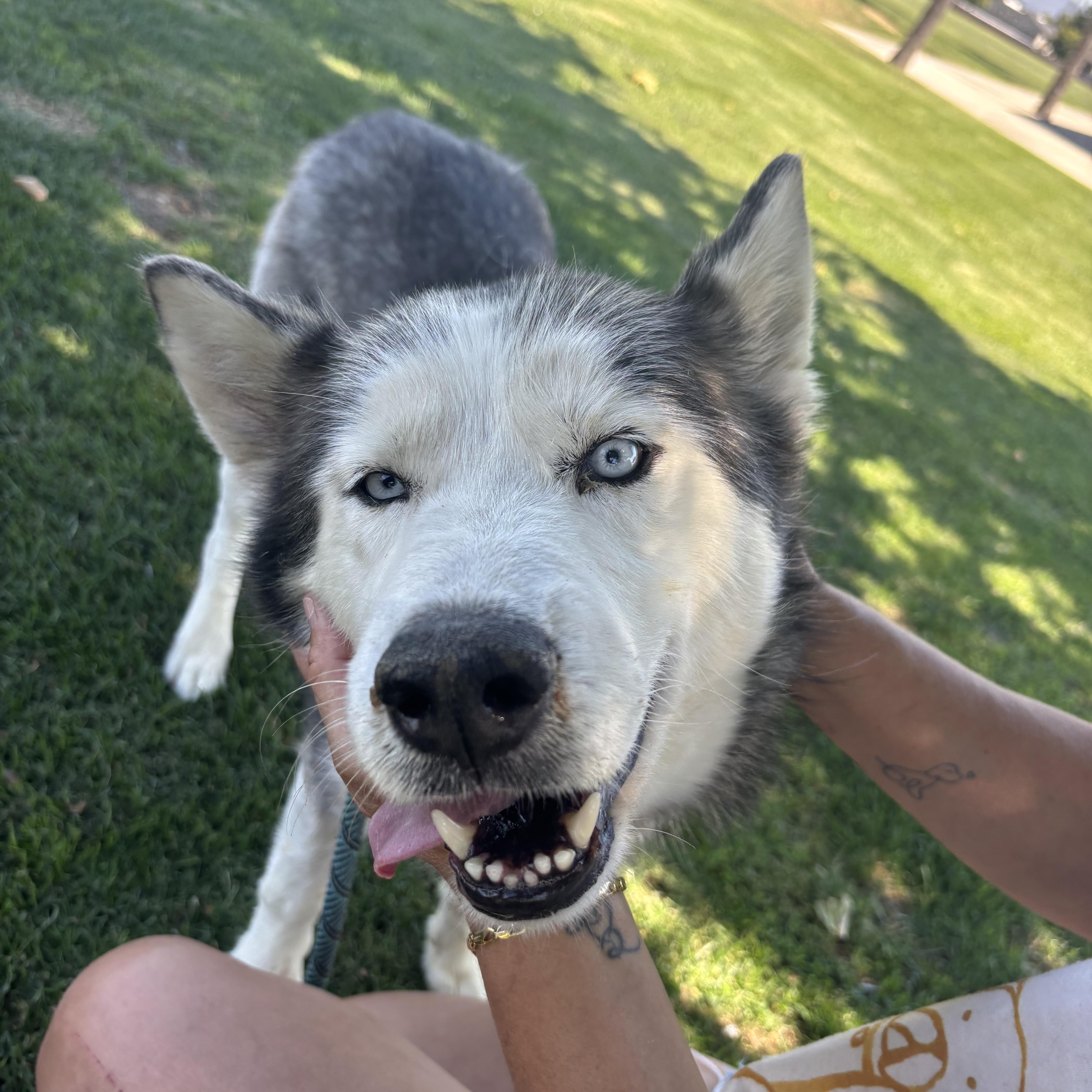 RIVER, a Adoptable Siberian Husky in Portland , OR image 2/6