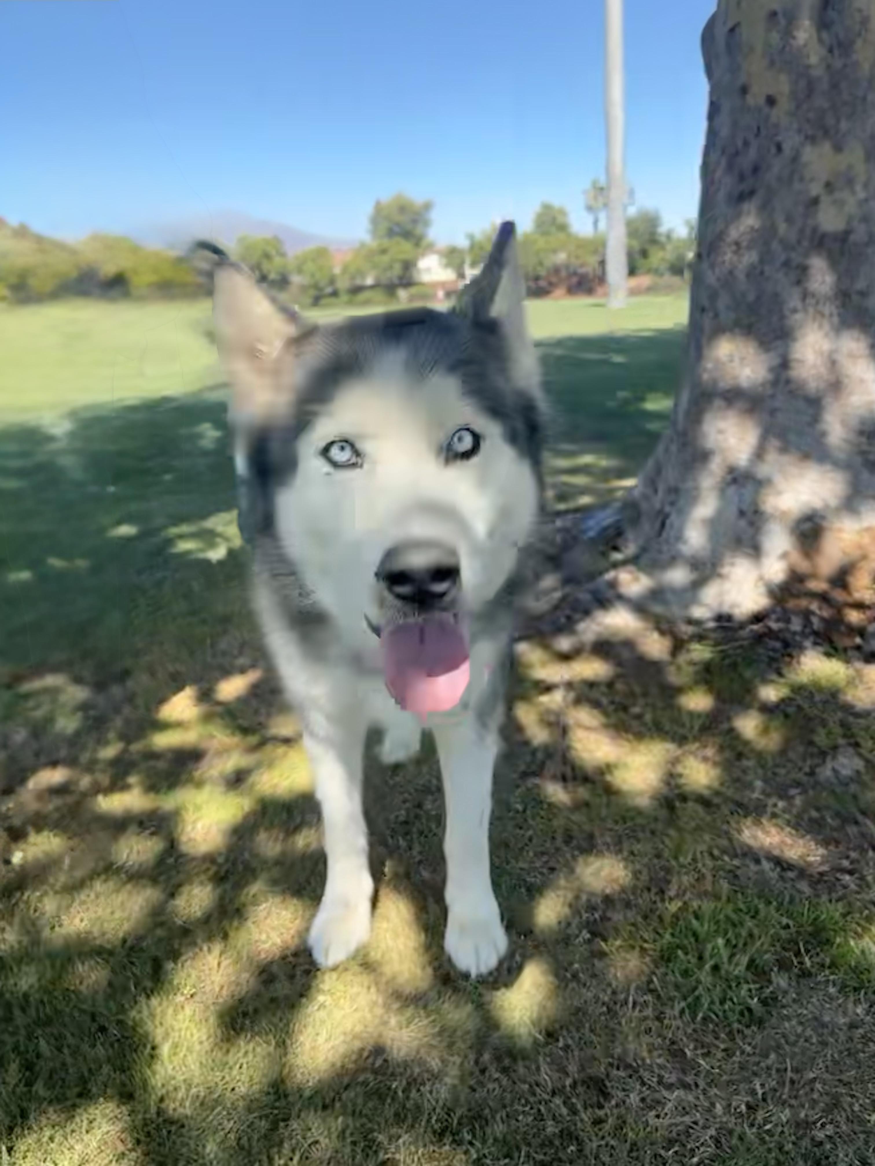 RIVER, a Adoptable Siberian Husky in Portland , OR image 6/6