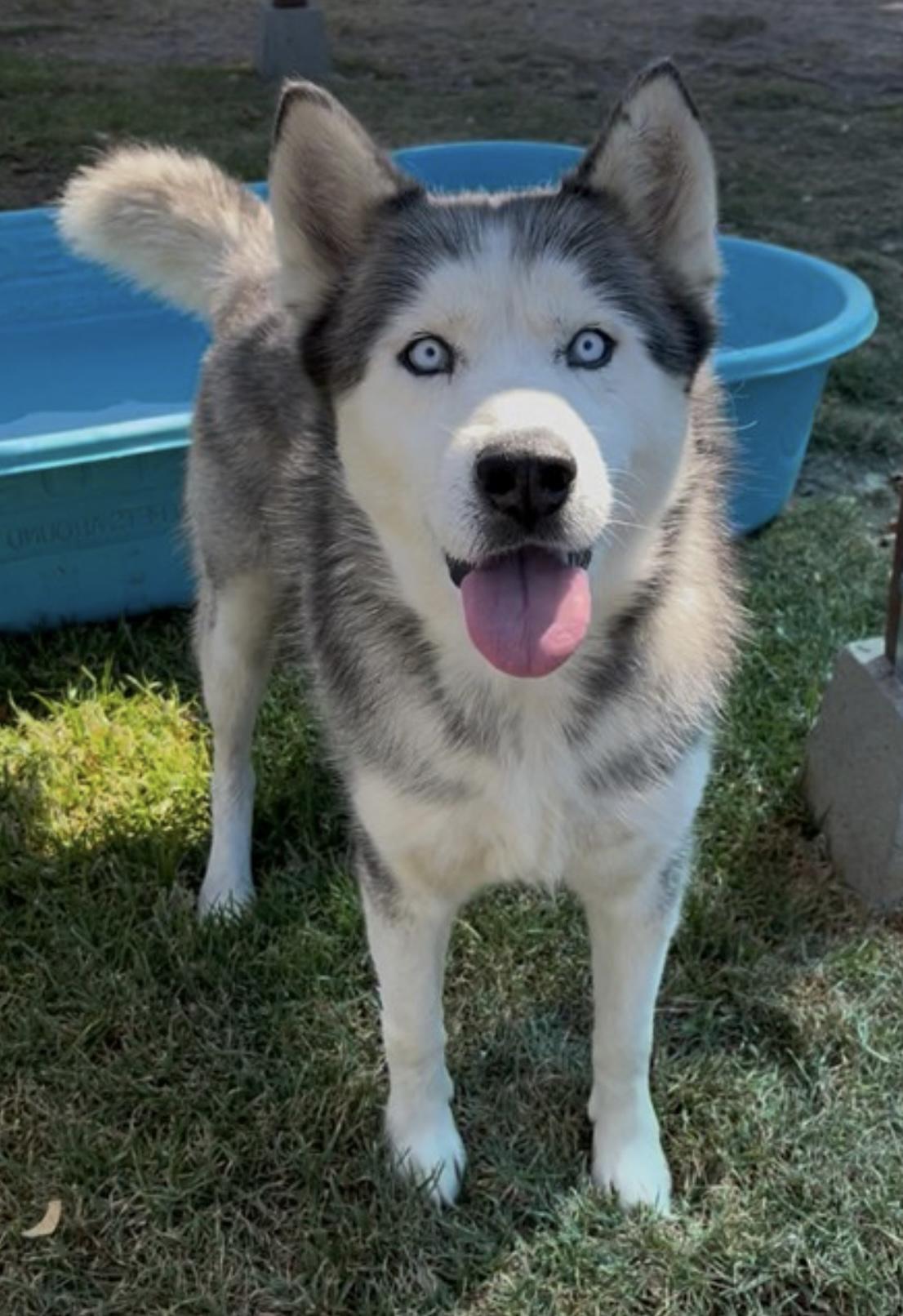 RIVER, Adoptable, Adult Male Siberian Husky.