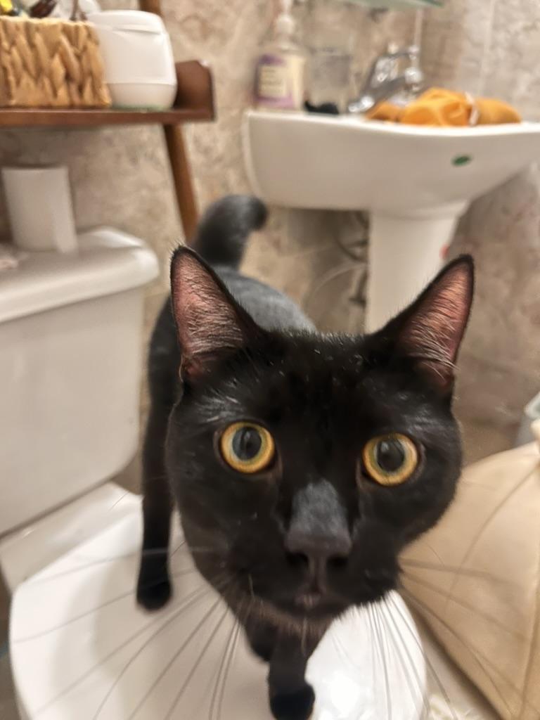 Enlarge Norman, a Adoptable Domestic Short Hair in Flushing, NY image 1/6
