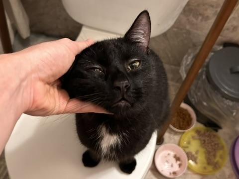 Enlarge Norman, a Adoptable Domestic Short Hair in Flushing, NY image 6/6
