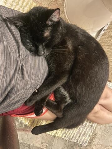 Enlarge Norman, a Adoptable Domestic Short Hair in Flushing, NY image 4/6