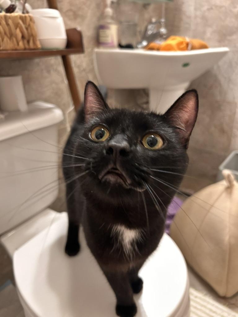 Enlarge Norman, a Adoptable Domestic Short Hair in Flushing, NY image 3/6