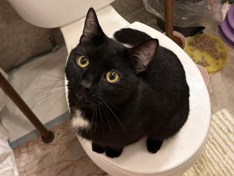 Enlarge Norman, a Adoptable Domestic Short Hair in Flushing, NY image 2/6