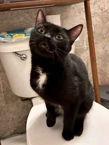 Enlarge Norman, a Adoptable Domestic Short Hair in Flushing, NY image 5/6